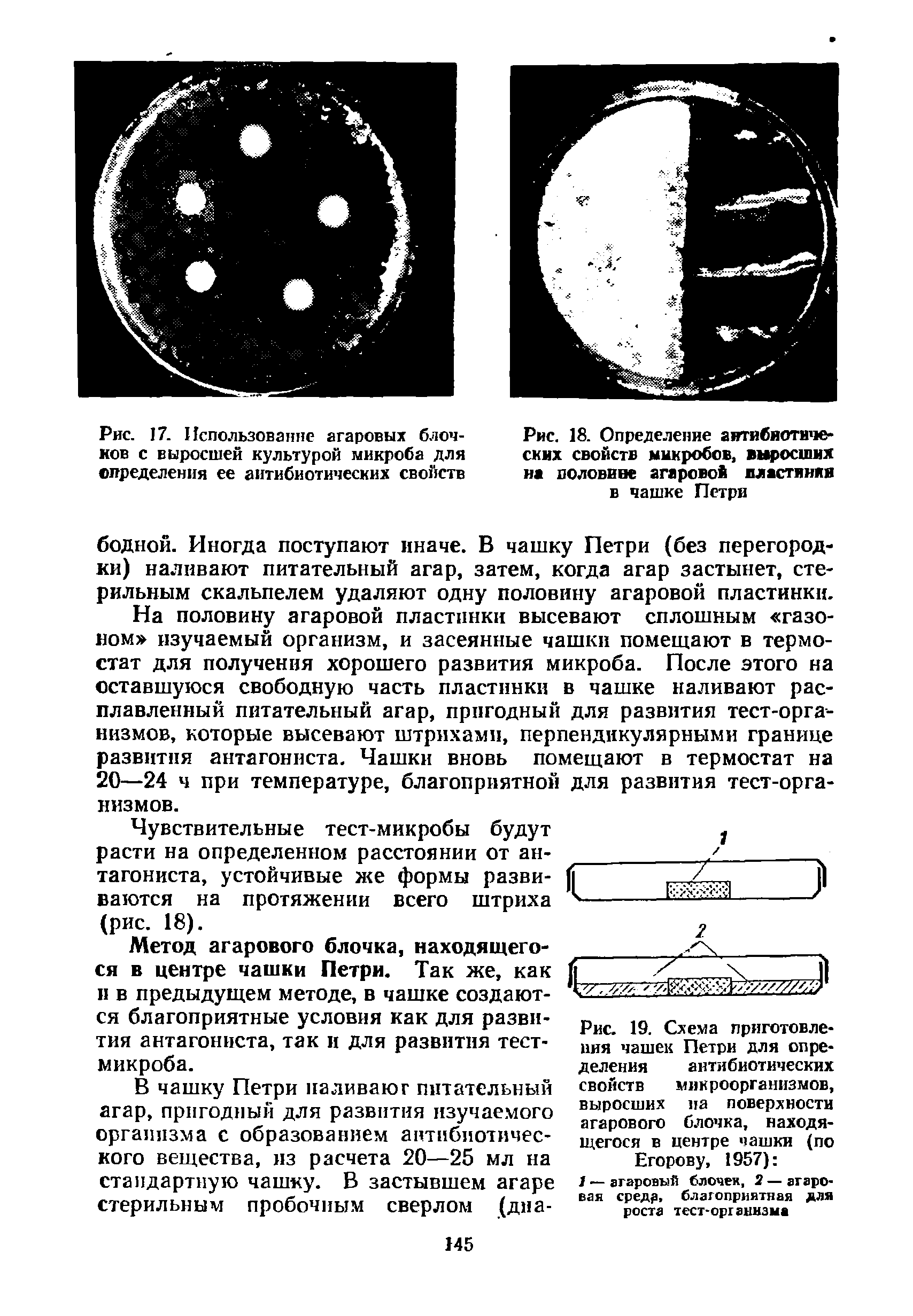 Рис. 18. Определение антибиотических свойств микробов, выросших на воловине агаровой иластинии в чашке Петри...