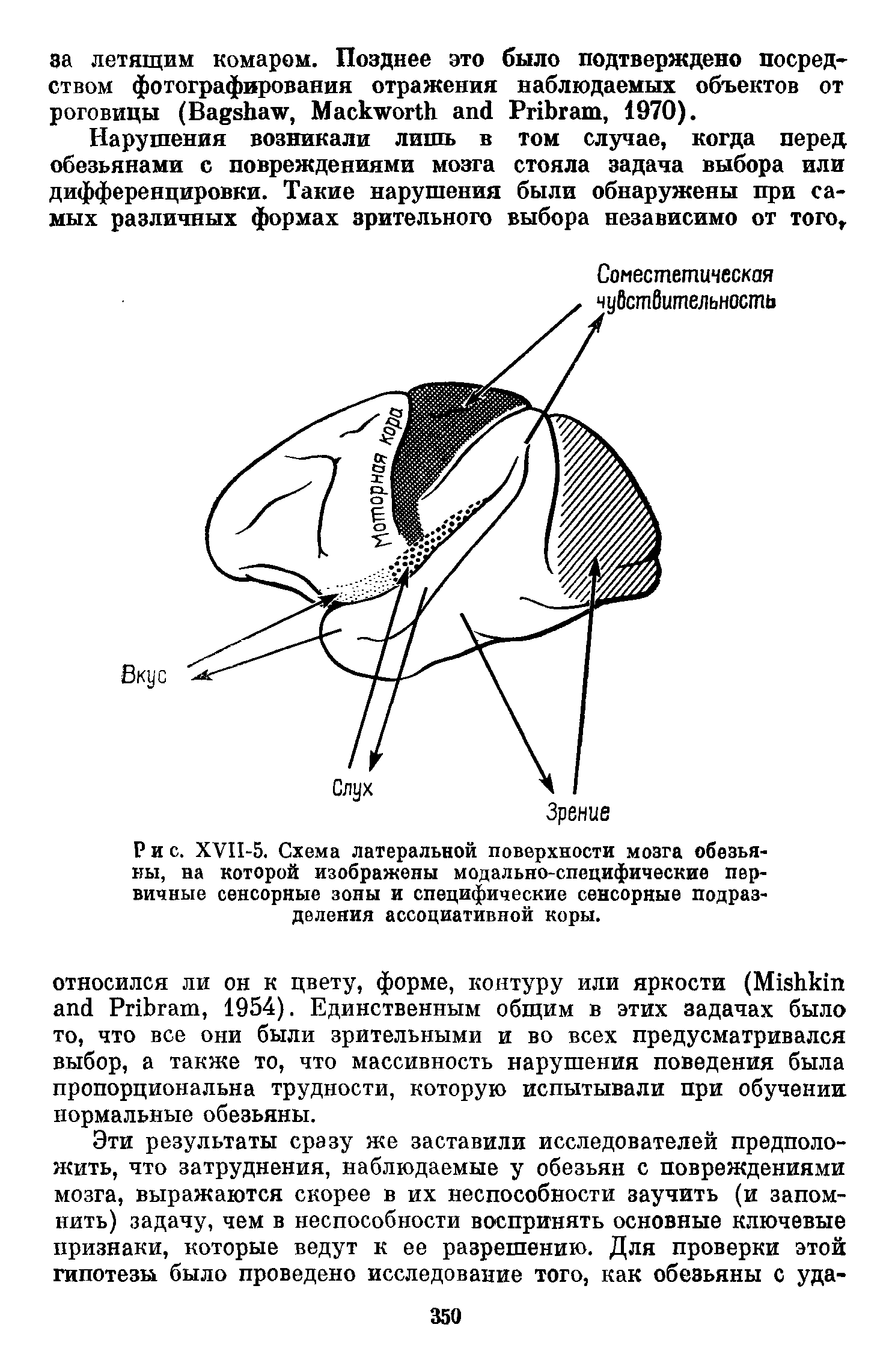 Рис. ХУП-5. Схема латеральной поверхности мозга обезьяны, на которой изображены модально-специфические первичные сенсорные зоны и специфические сенсорные подразделения ассоциативной коры.