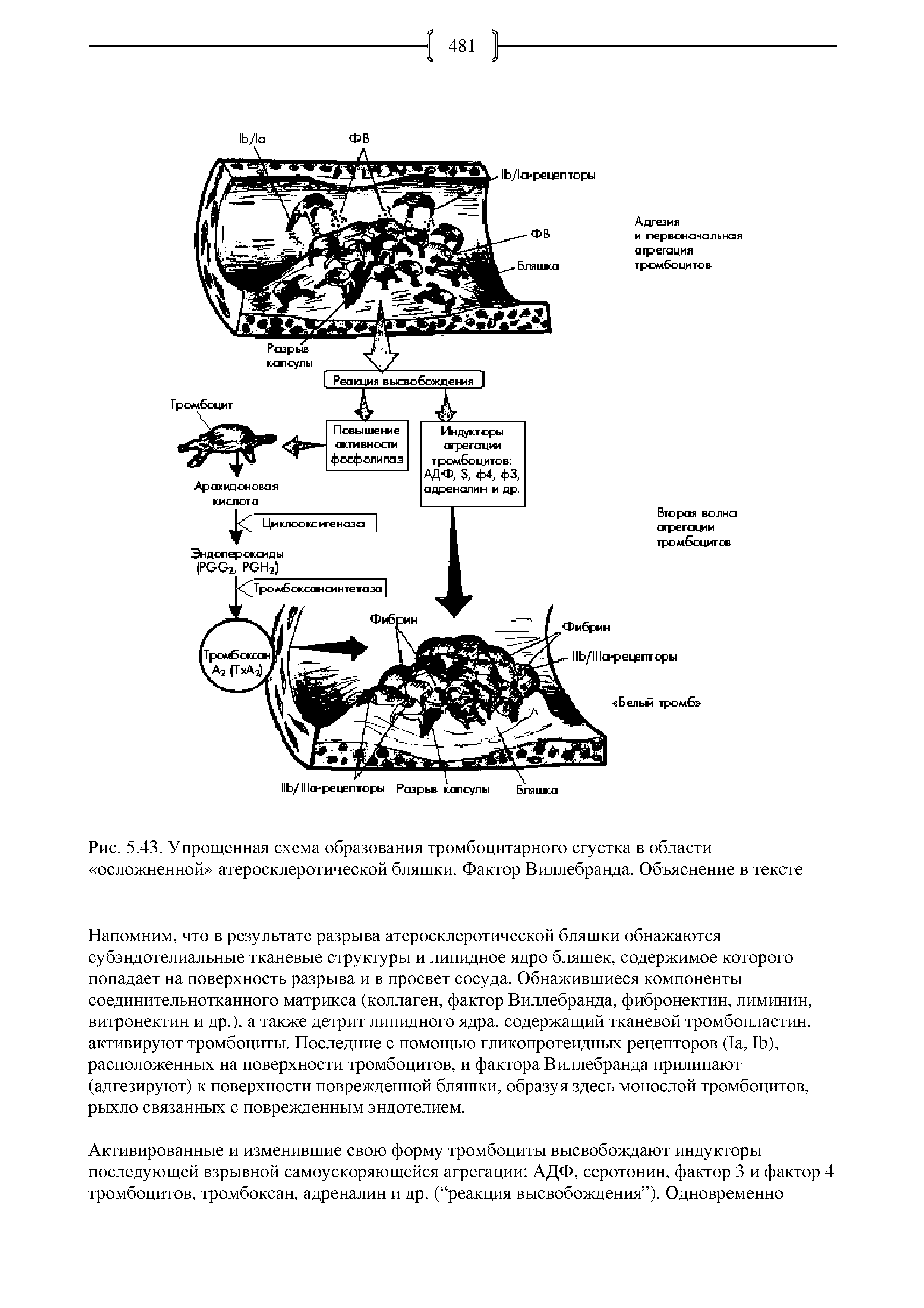 Рис. 5.43. Упрощенная схема образования тромбоцитарного сгустка в области осложненной атеросклеротической бляшки. Фактор Виллебранда. Объяснение в тексте...