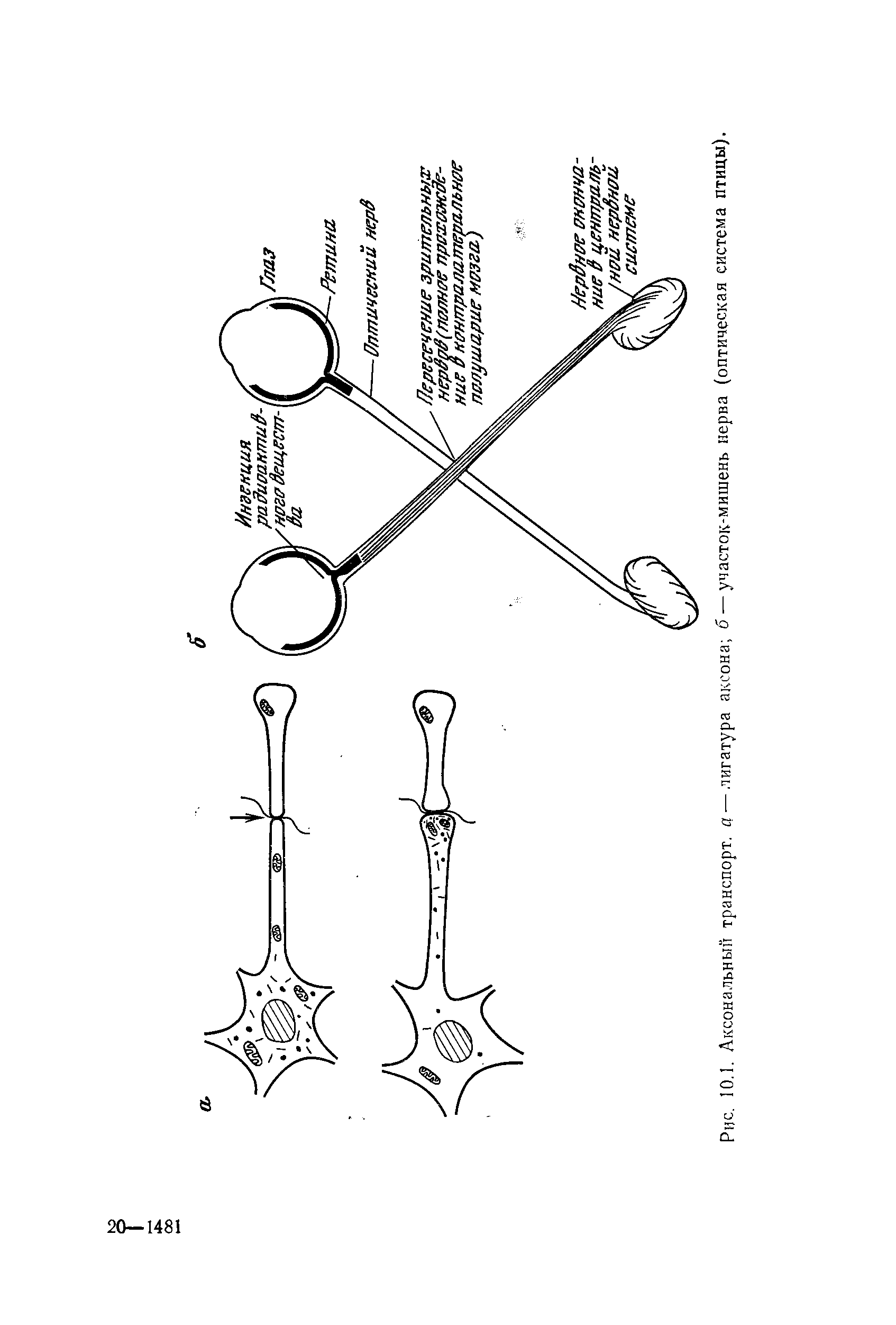 Рис. 10,1. Аксональный транспорт, а — лигатура аксона б — участок-мишень нерва (оптическая система птицы).