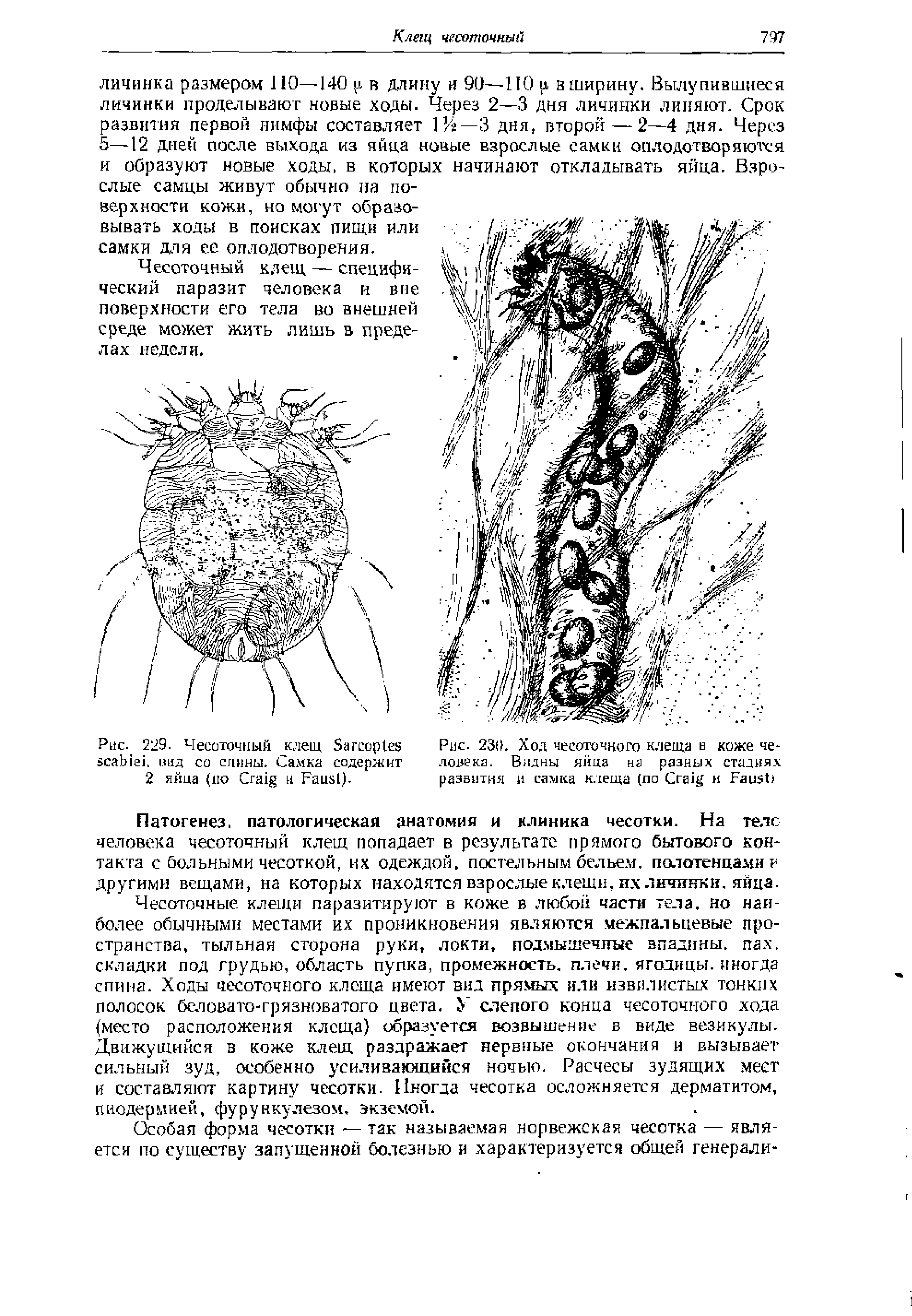 Рис. 229. Чесоточный клещ S . над со спины. Самка содержит 2 яйца (по C ц F ).