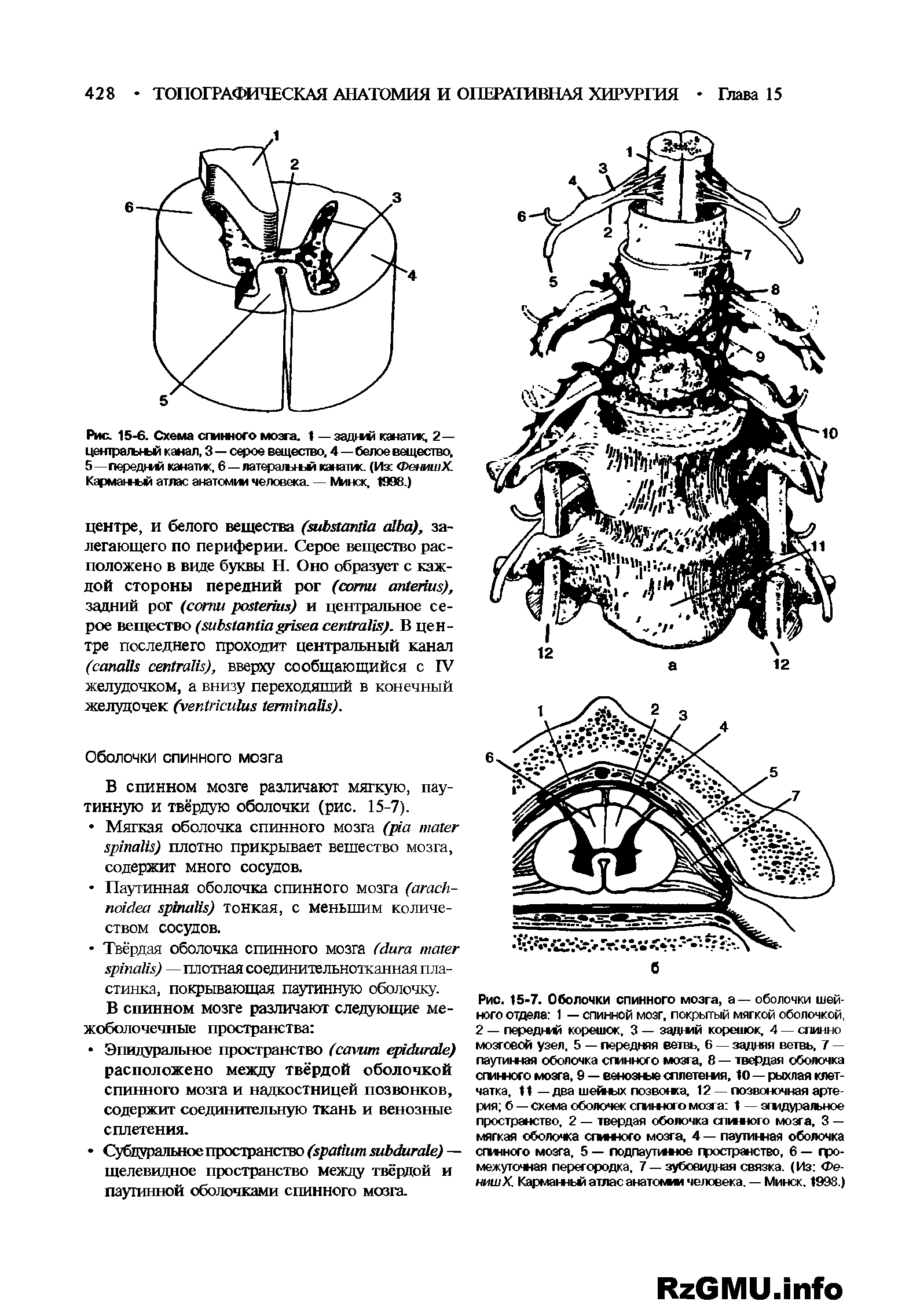 Рис. 15 6. Схема спинного мозга. 1 — задрам канатис, 2— центральный канал, 3—серое вещество. 4—белое вещество. 5—передний канатик, 6 — латеральной канатик. (Из ФеюпвХ. Карманный атлас анатомии человека. — Мтнск, 1998.)...