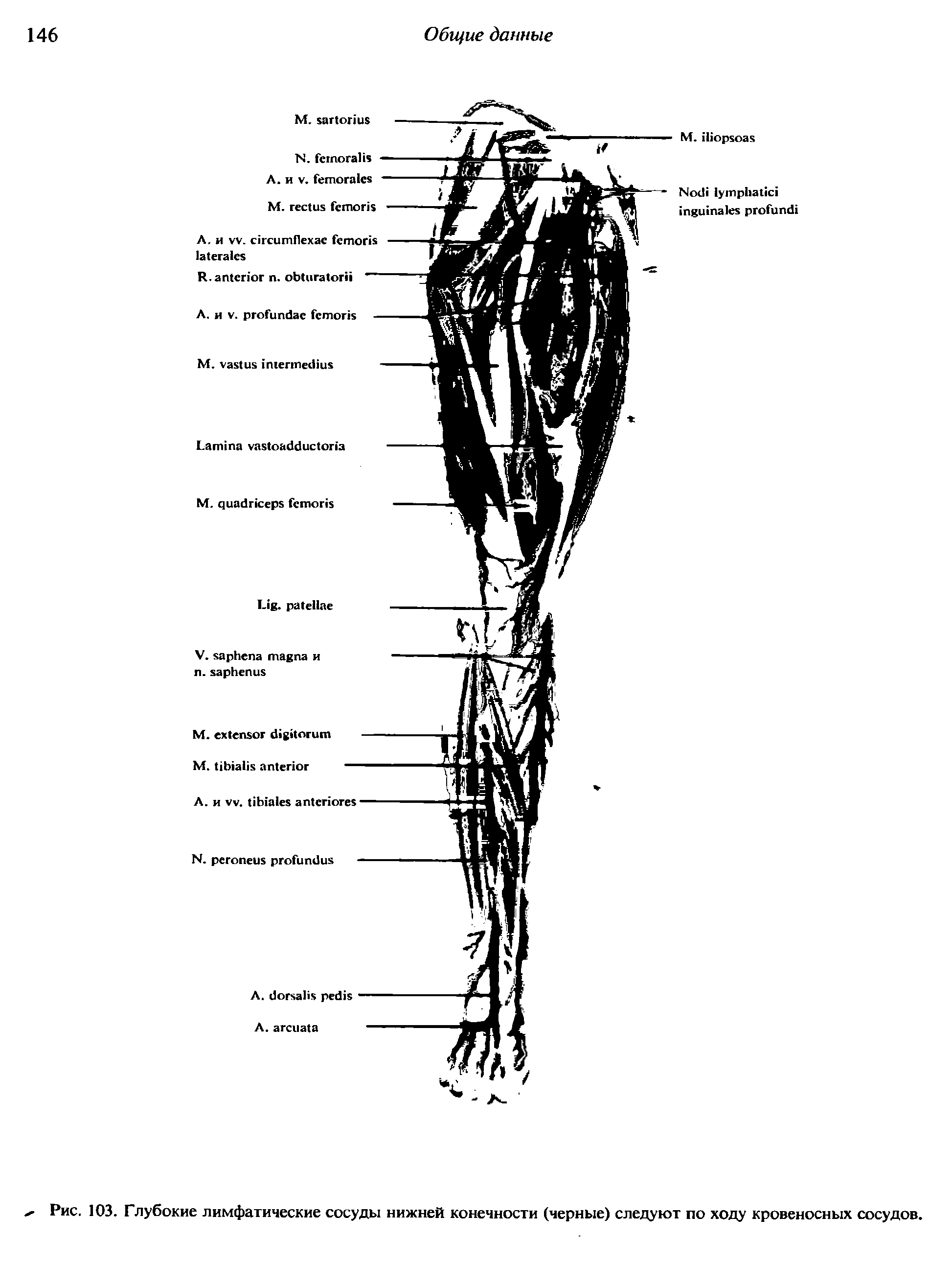 Рис. 103. Глубокие лимфатические сосуды нижней конечности (черные) следуют по ходу кровеносных сосудов.