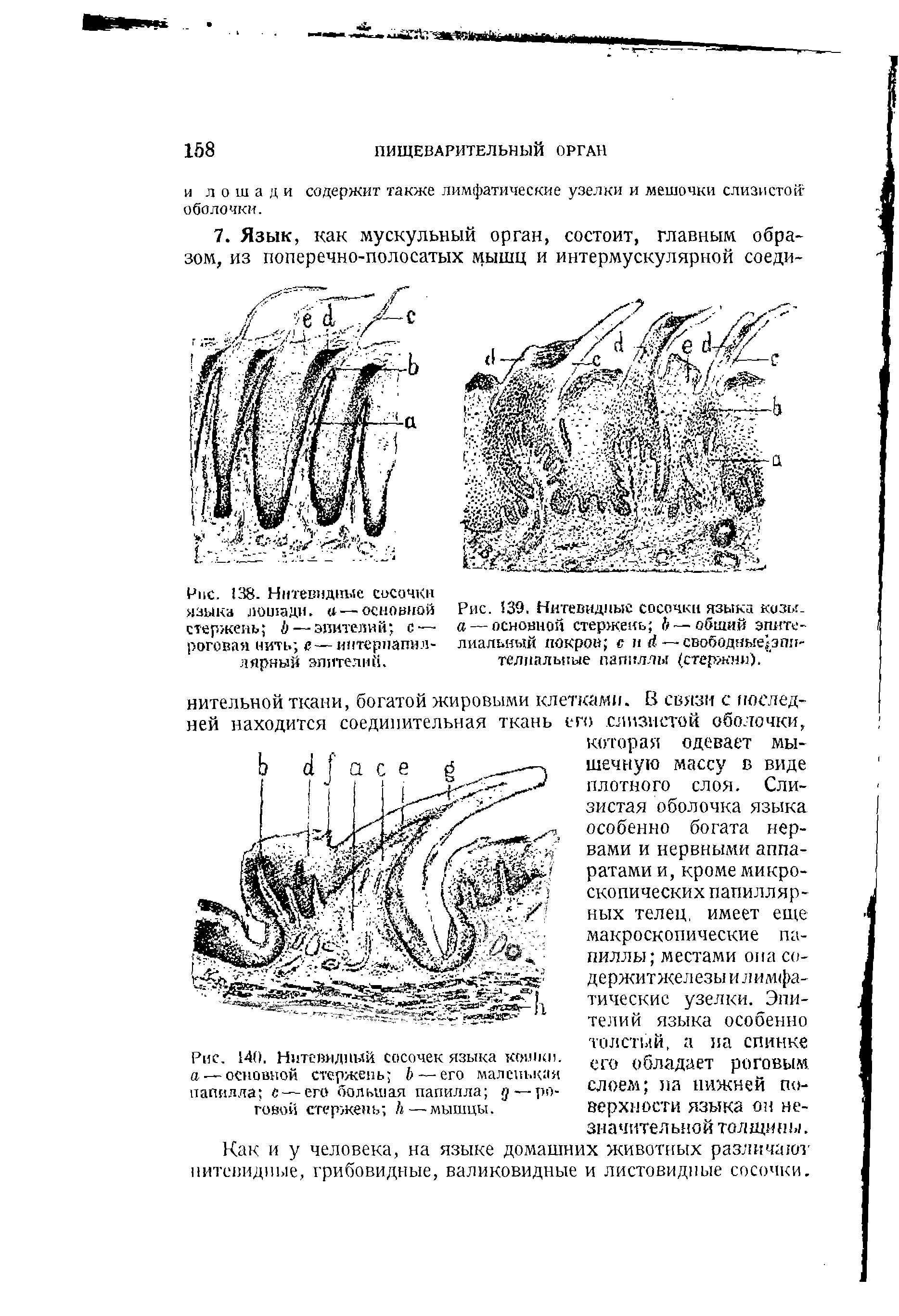 Рис. 140. Нитевидный сосочек языка кошки, а —основной стержень Ь — его маленькая папилла с —его большая папилла д —роговой стержень А — мышцы.