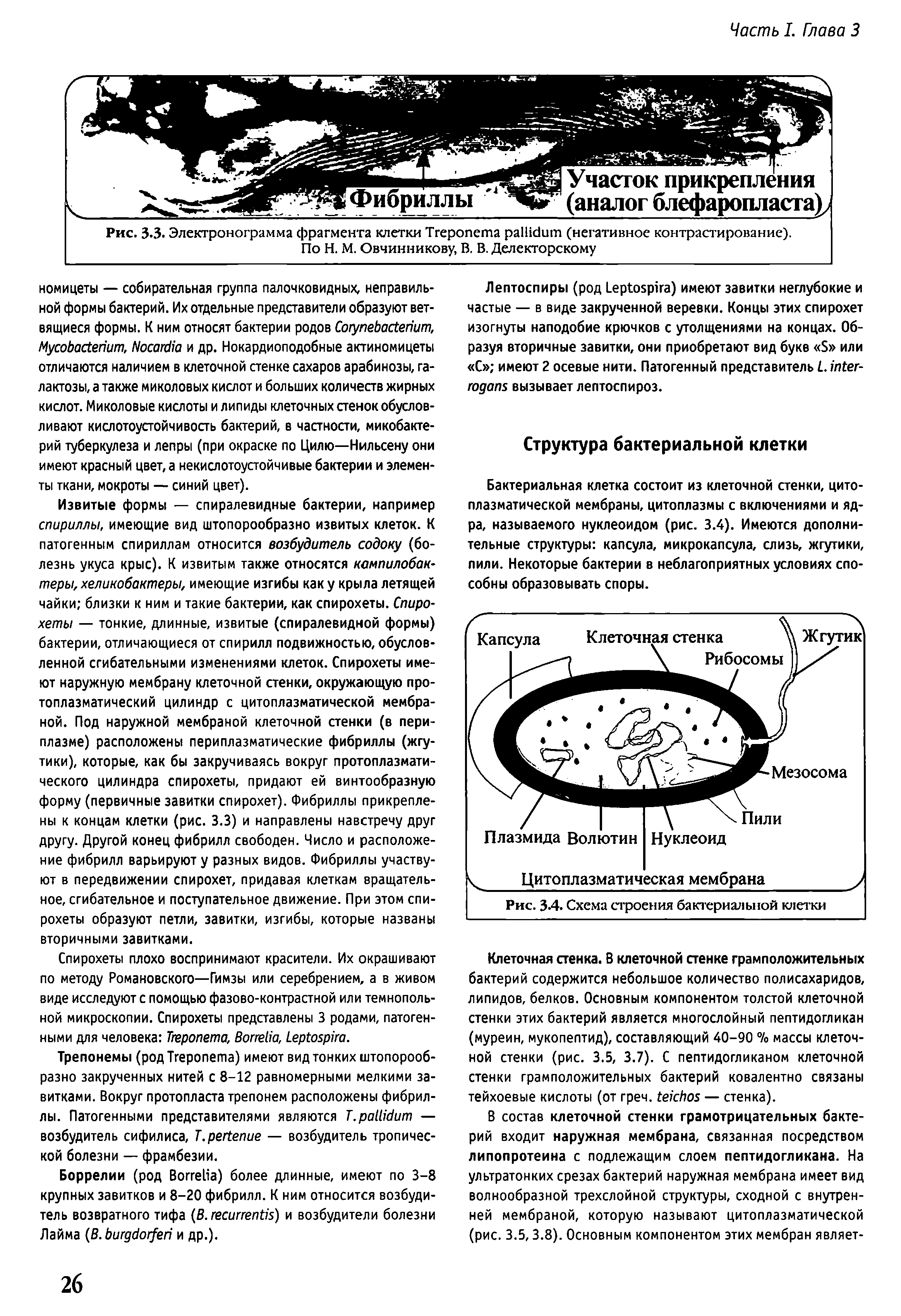 Рис. 3.3. Электронограмма фрагмента клетки T (негативное контрастирование). По Н. М. Овчинникову, В. В. Делекторскому...