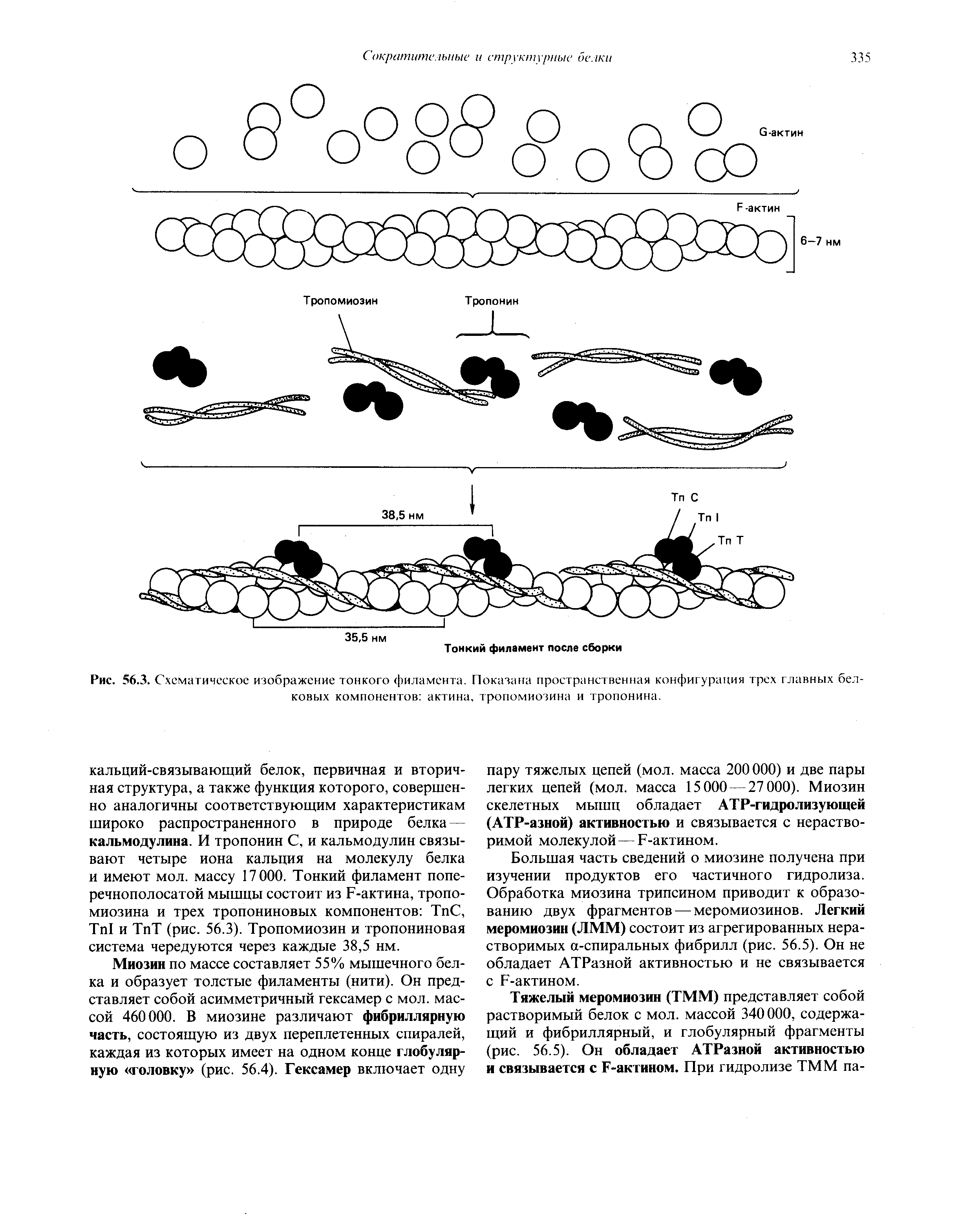 Рис. 56.3. Схематическое изображение тонкого филамента. Показана пространственная конфигурация трех главных белковых компонентов актина, тропомиозина и тропонина.
