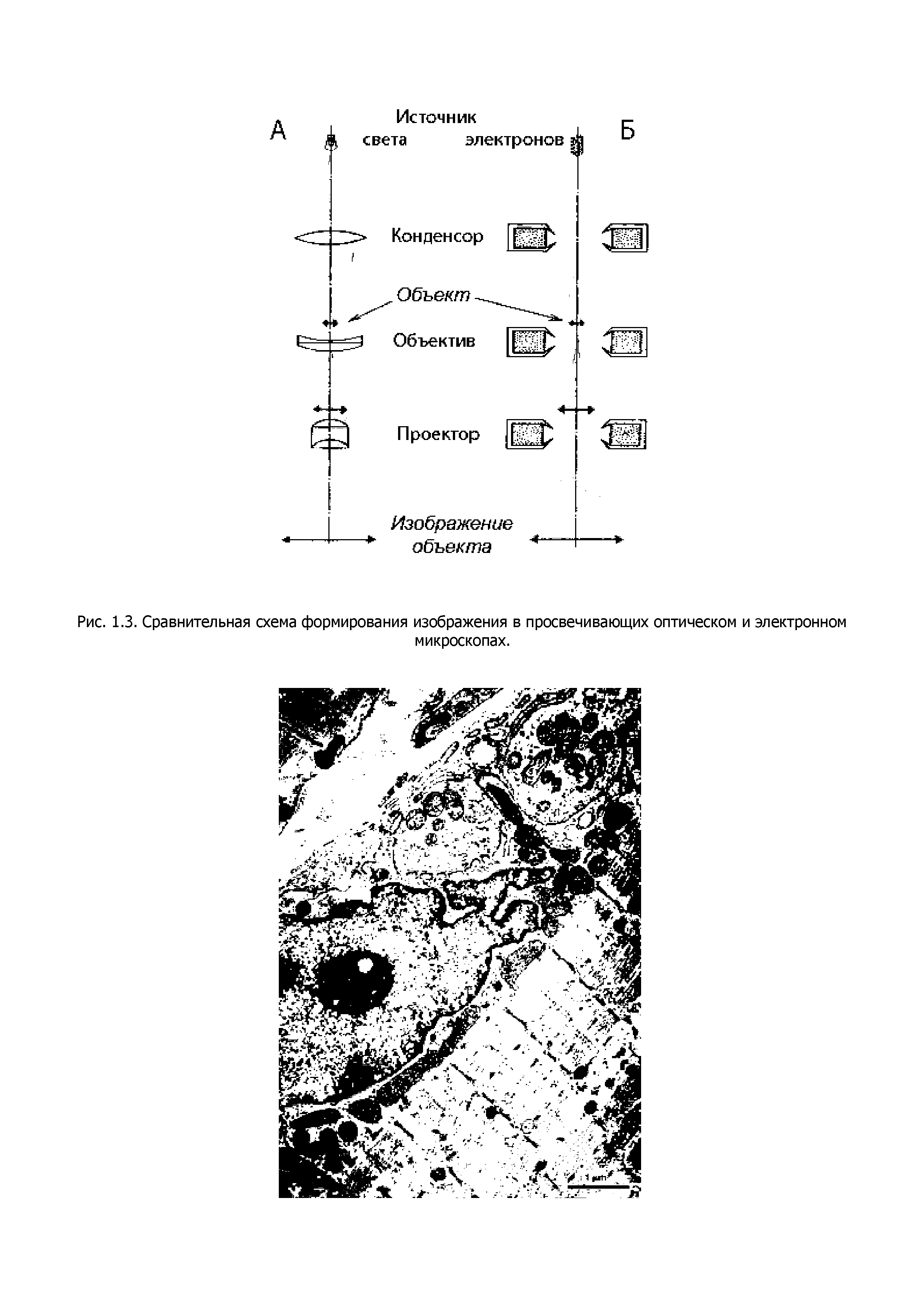 Рис. 1.3. Сравнительная схема формирования изображения в просвечивающих оптическом и электронном микроскопах.