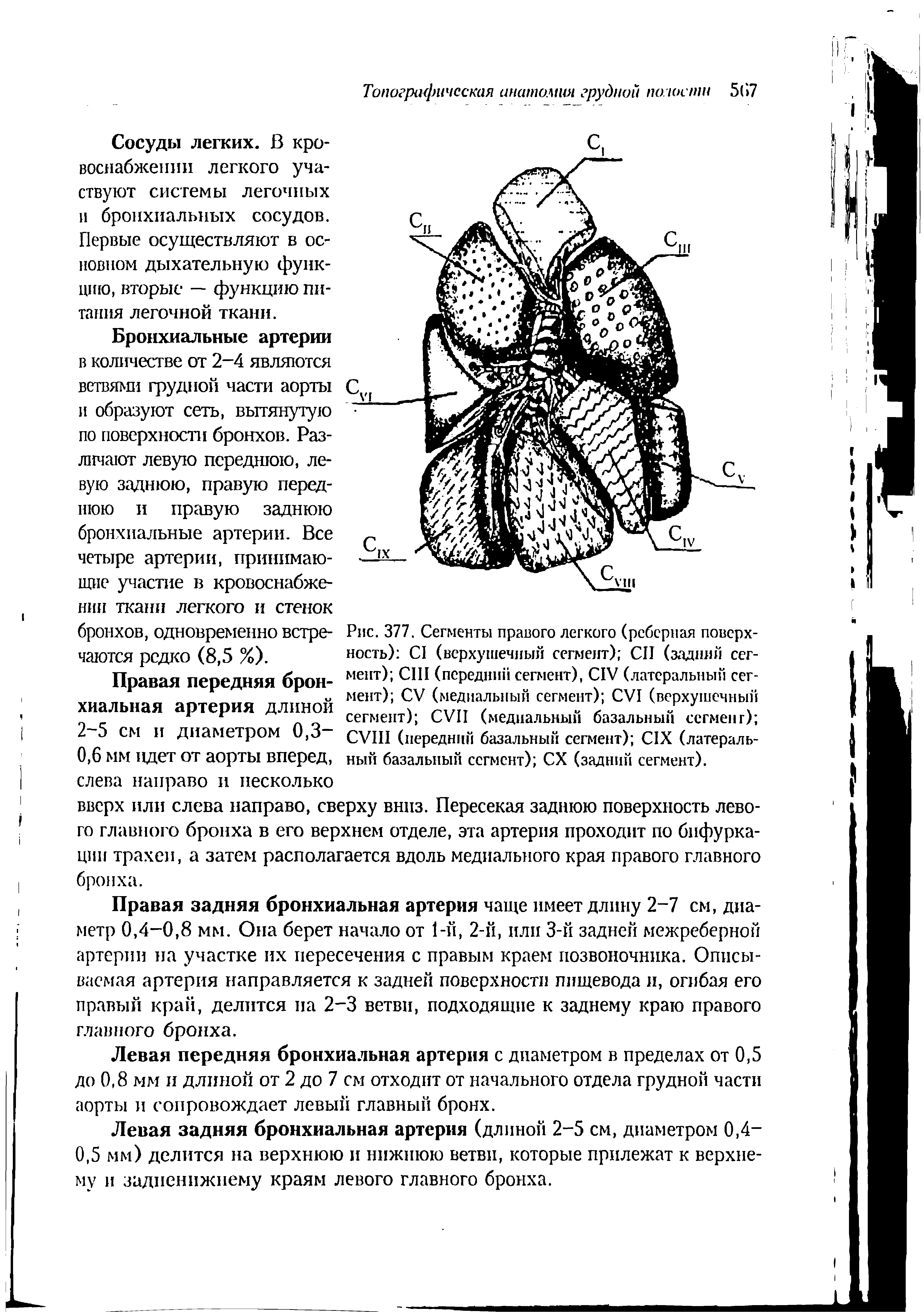 Рис. 377. Сегменты правого легкого (реберная поверхность) CI (верхушечный сегмент) СП (задний сегмент) CIII (передний сегмент), CIV (латеральный сегмент) CV (медиальный сегмент) CVI (верхушечный сегмент) CVII (медиальный базальный сегмент) CVIII (передний базальный сегмент) CIX (латеральный базальный сегмент) СХ (задний сегмент).