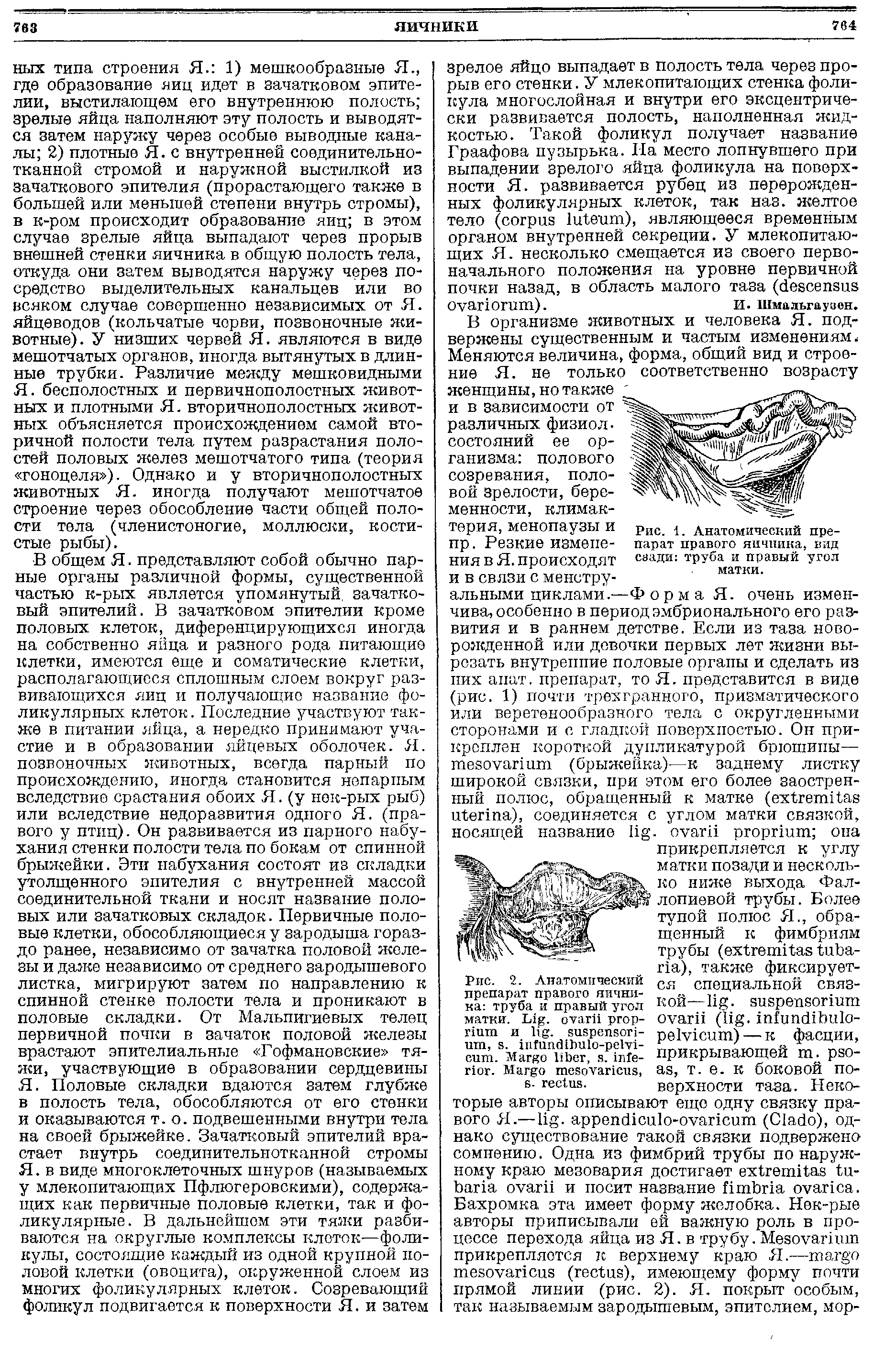 Рис. 2. Анатомический препарат правого яичника труба и правый угол матки. L . и . S , . - - . M , . . M , . .