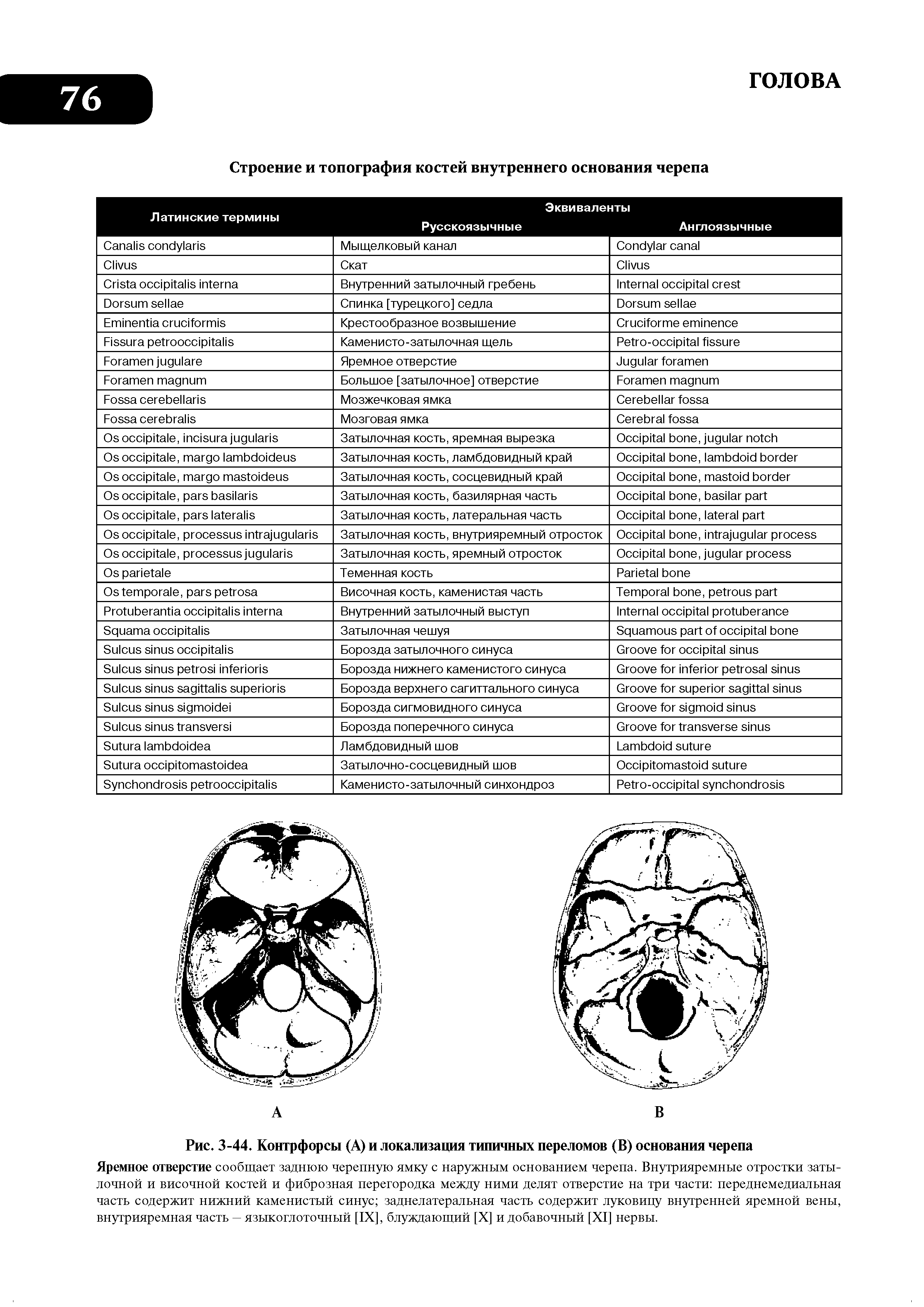 Рис. 3-44. Контрфорсы (А) и локализация типичных переломов (В) основания черепа...