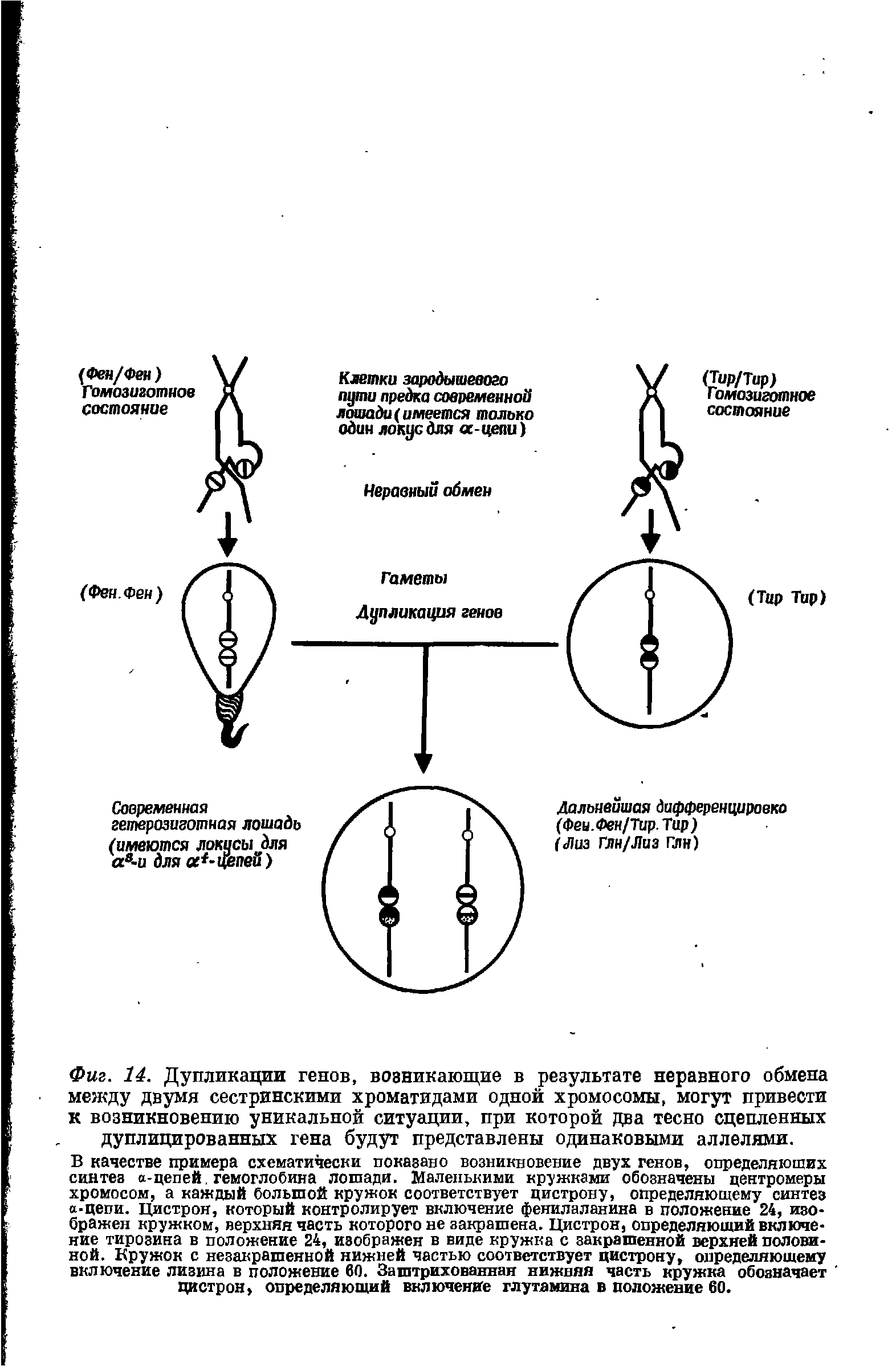 Фиг. 14. Дупликации генов, возникающие в результате неравного обмена между двумя сестринскими хроматидами одной хромосомы, могут привести к возникновению уникальной ситуации, при которой два тесно сцепленных дуплицированных гена будут представлены одинаковыми аллелями.