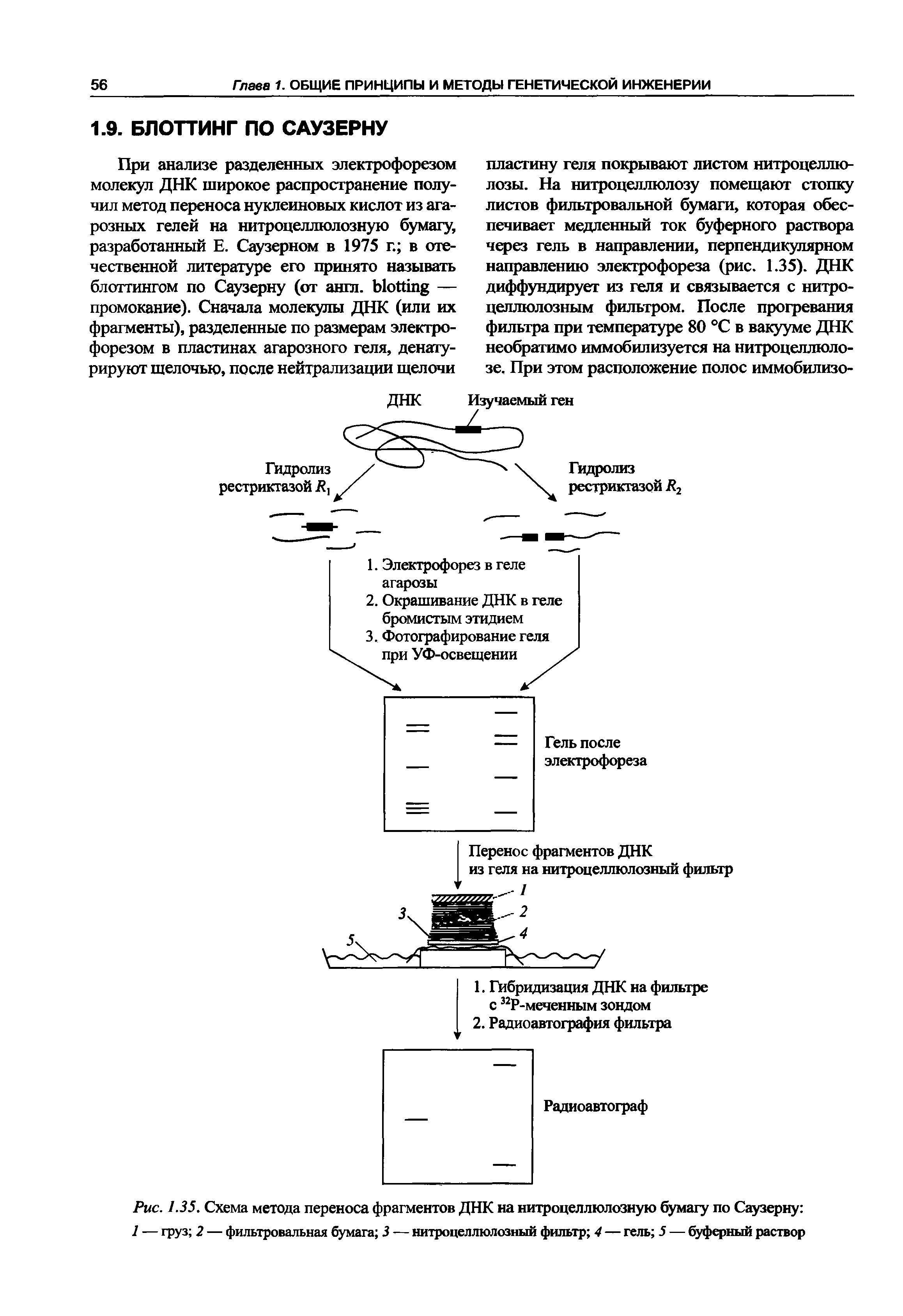 Рис. 1.35. Схема метода переноса фрагментов ДНК на нитроцеллюлозную бумагу по Саузерну ...
