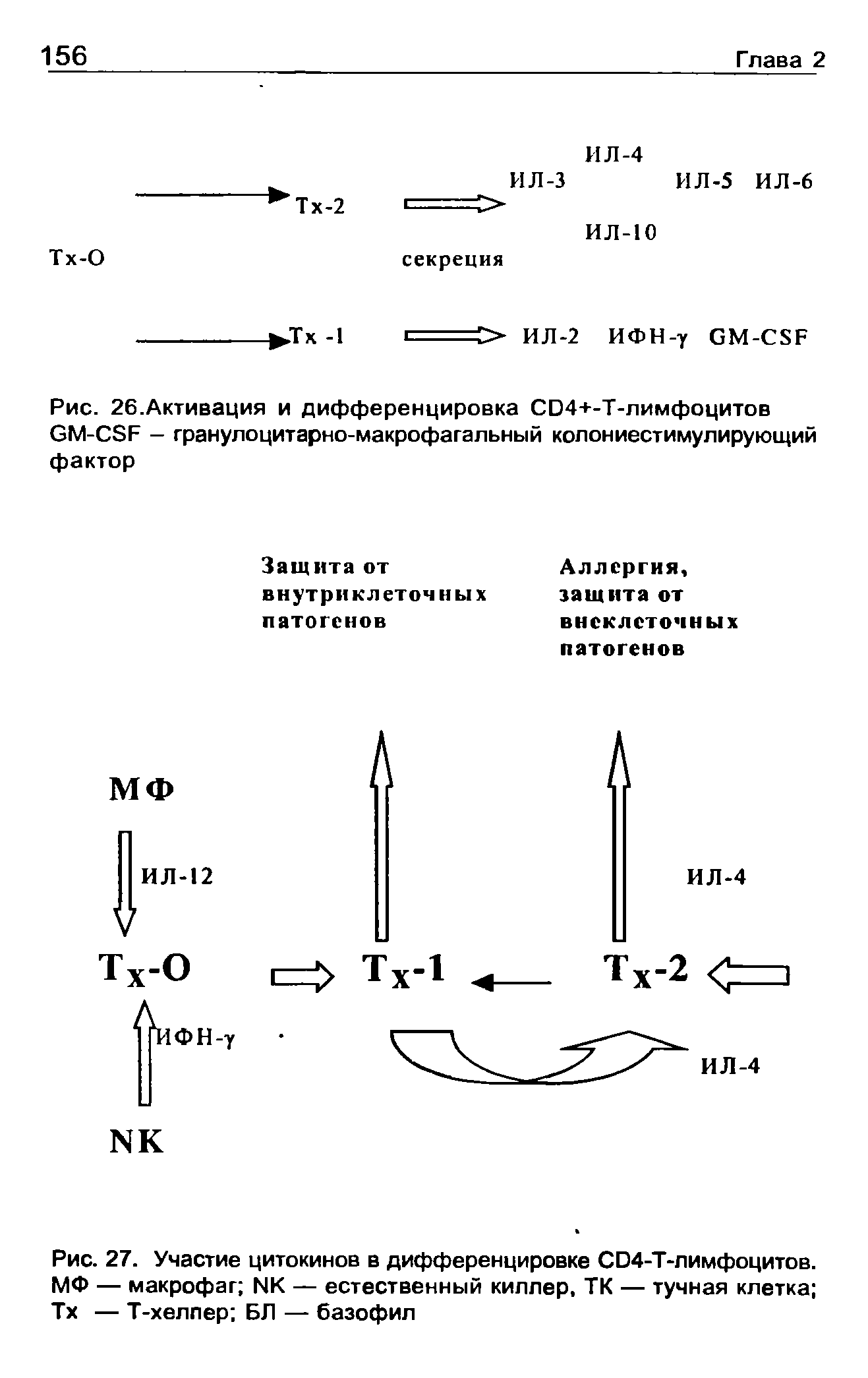 Рис. 27. Участие цитокинов в дифференцировке С04-Т-лимфоцитов. МФ — макрофаг 1ЧК — естественный киллер, ТК — тучная клетка Тх — Т-хелпер БЛ — базофил...