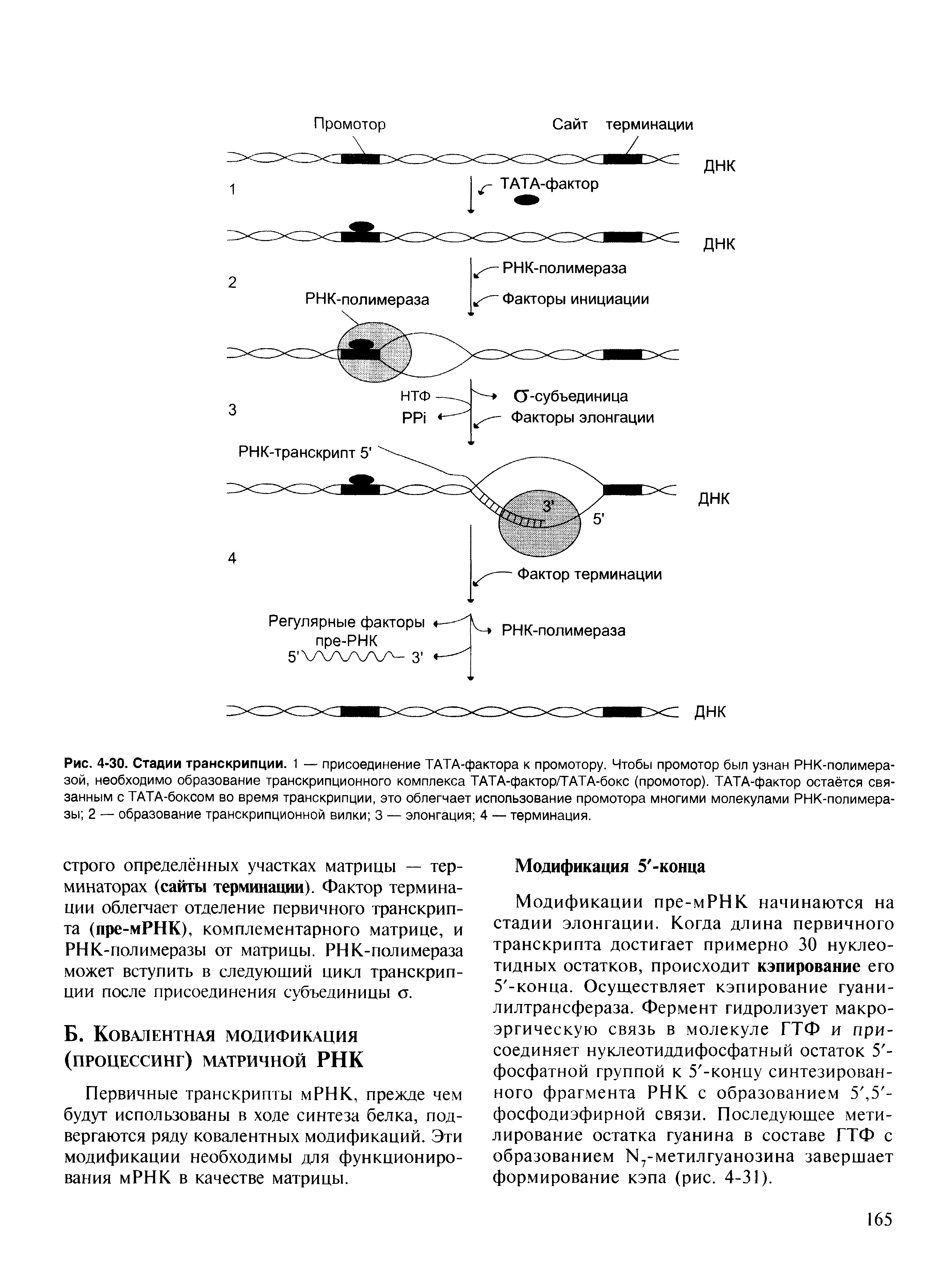 Рис. 4-30. Стадии транскрипции. 1 — присоединение ТАТА-фактора к промотору. Чтобы промотор был узнан РНК-полимера-зой, необходимо образование транскрипционного комплекса ТАТА-фактор/ТАТА-бокс (промотор). ТАТА-фактор остаётся связанным с ТАТА-боксом во время транскрипции, это облегчает использование промотора многими молекулами РНК-полимера-зы 2 — образование транскрипционной вилки 3 — элонгация 4 — терминация.