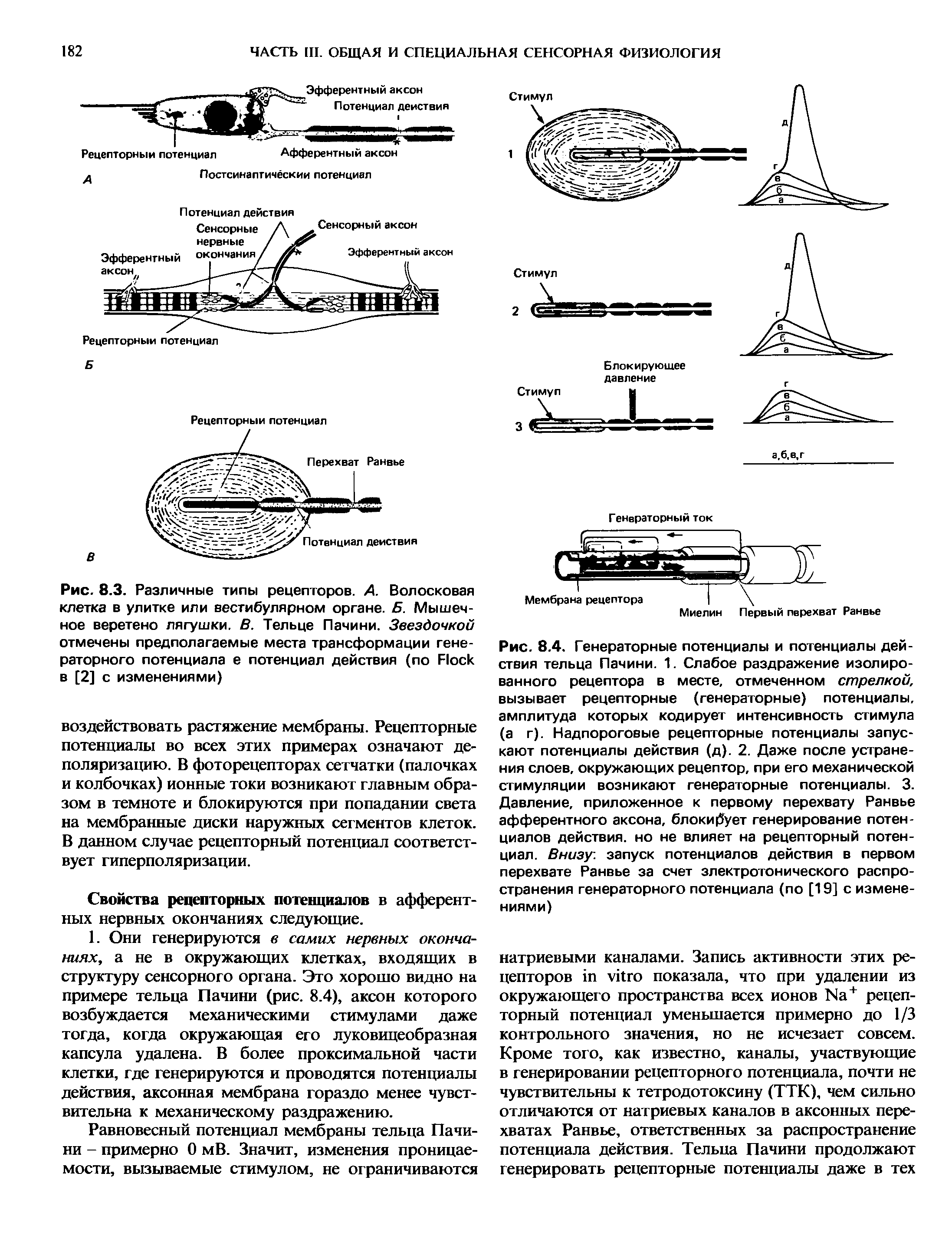 Рис. 8.3. Различные типы рецепторов. А. Волосковая клетка в улитке или вестибулярном органе. Б. Мышечное веретено лягушки. В. Тельце Пачини. Звездочкой отмечены предполагаемые места трансформации генераторного потенциала е потенциал действия (по F в [2] с изменениями)...