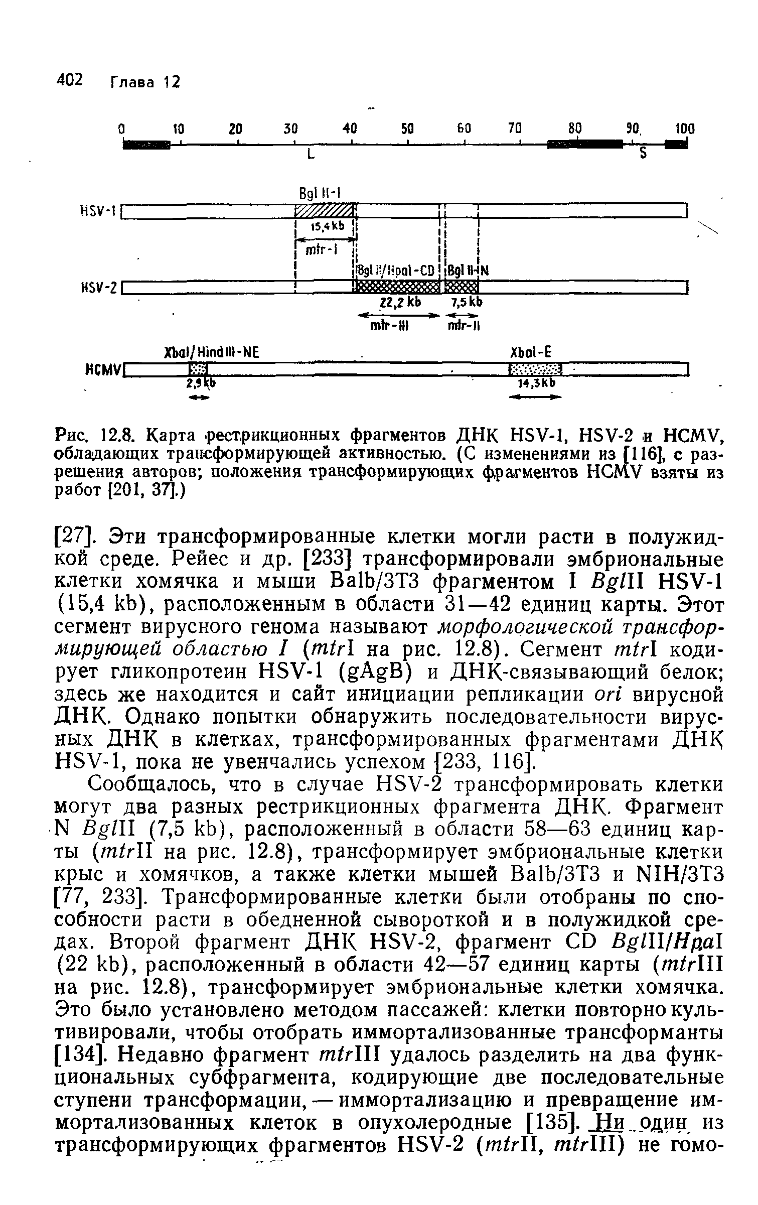 Рис. 12.8. Карта. рестрикционных фрагментов ДНК HSV-1, HSV-2 и HCMV, обладающих трансформирующей активностью. (С изменениями из [116], с разрешения авторов положения трансформирующих фрагментов HCMV взяты из работ [201, 37].)...