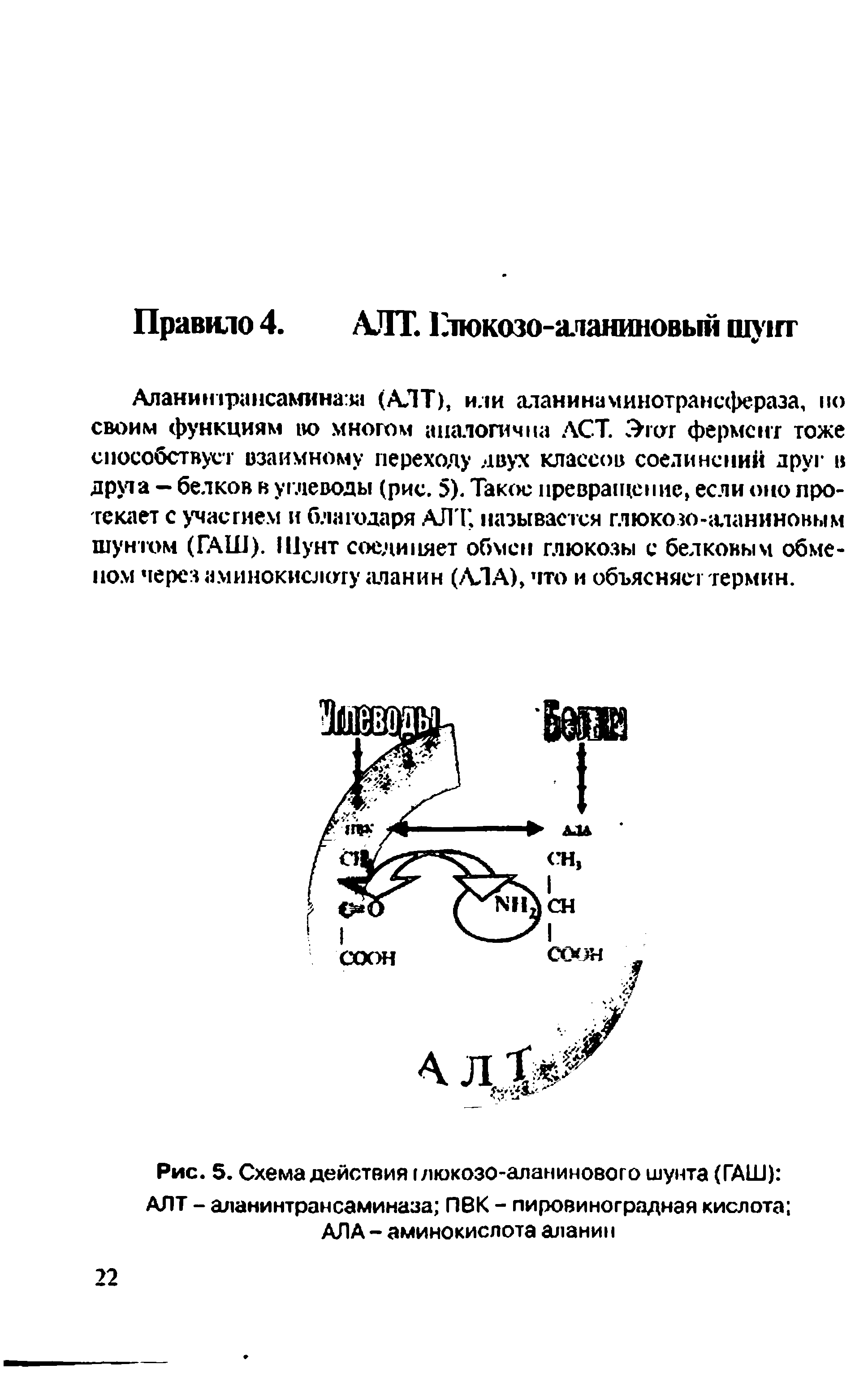 Рис. 5. Схема действия г люкозо-аланинового шунта (ГАШ) АЛТ - аланинтрансаминаза ПВК - пировиноградная кислота АЛА - аминокислота аланин...