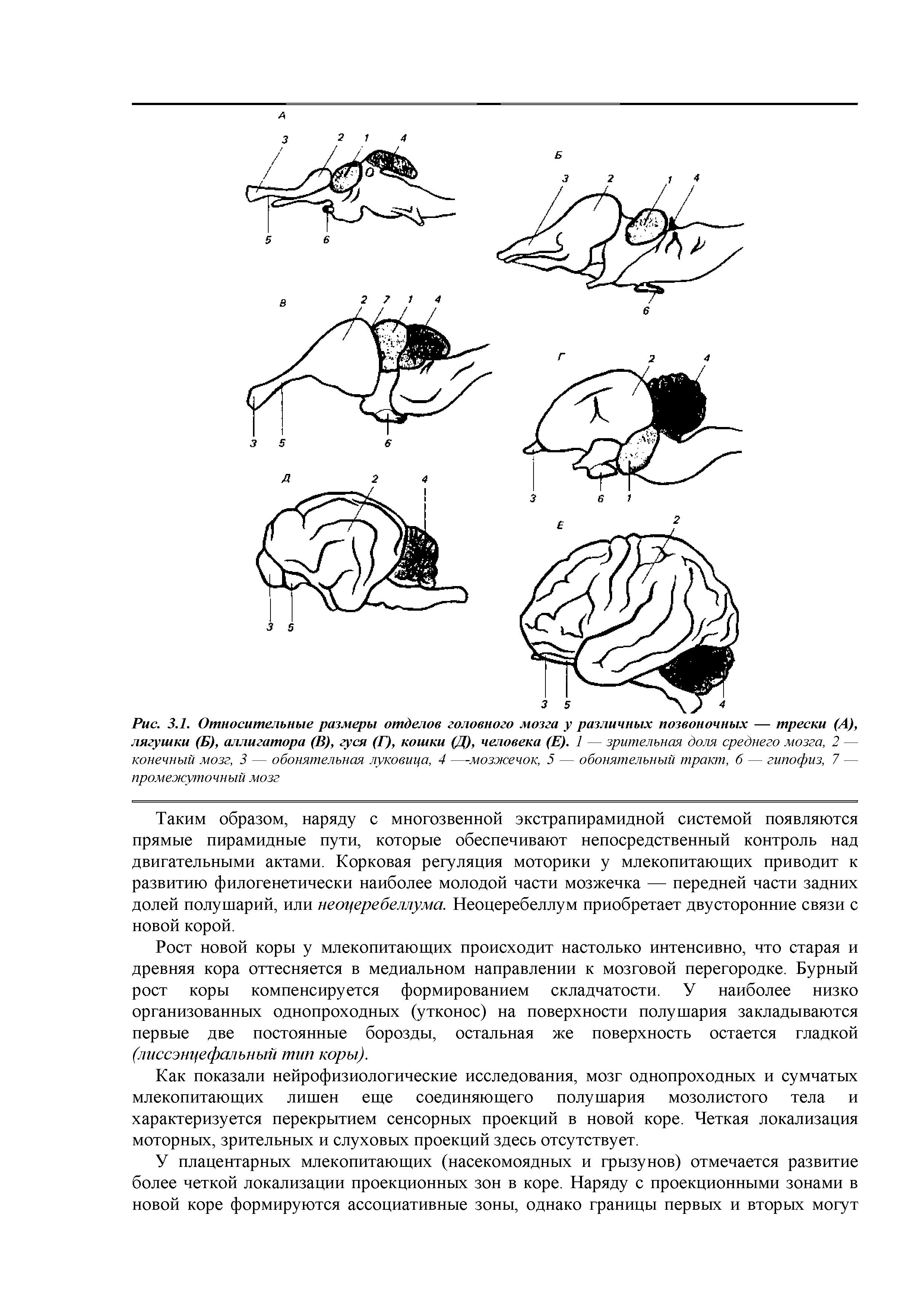 Рис. 3.1. Относительные размеры отделов головного мозга у различных позвоночных — трески (А), лягушки (Б), аллигатора (В), гуся (Г), кошки (Д), человека (Е). 1 — зрительная доля среднего мозга, 2 — конечный мозг, 3 — обонятельная луковица, 4 —мозжечок, 5 — обонятельный тракт, б — гипофиз, 7 — промежуточный мозг...