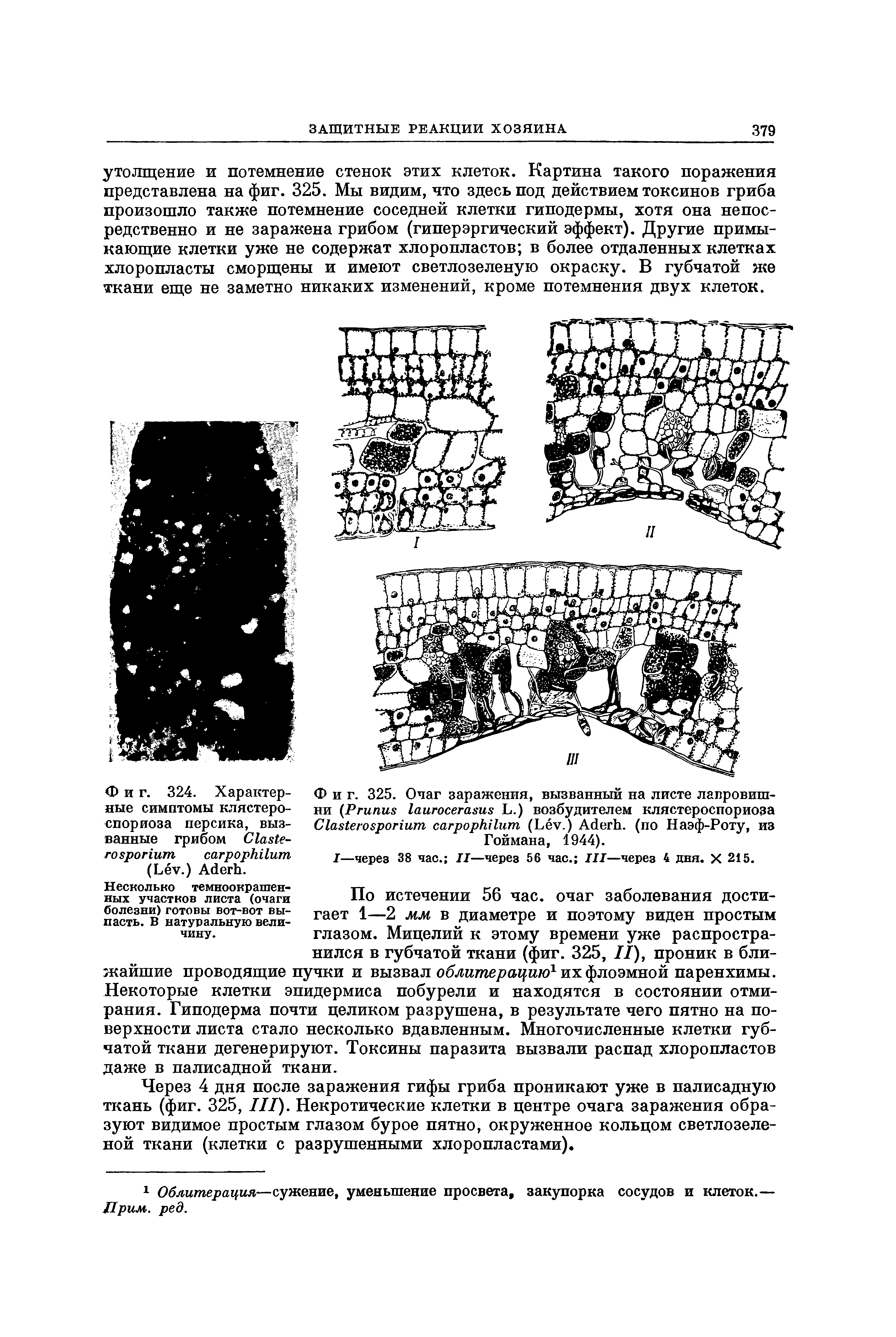 Фиг. 325. Очаг заражения, вызванный на листе лавровишни (P L.) возбудителем клястероспориоза C (L .) A . (по Наэф-Роту, из Гоймана, 1944).