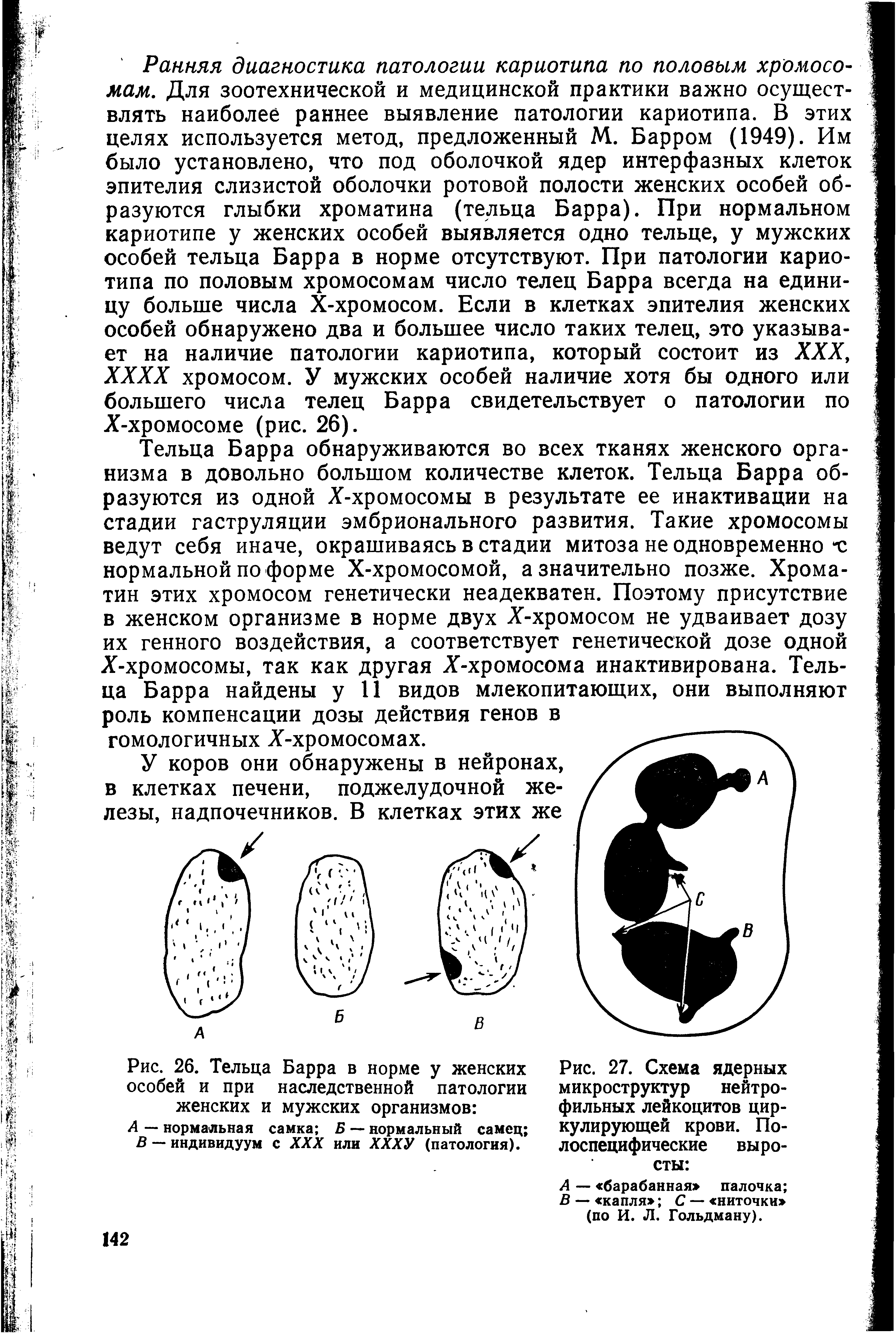 Рис. 26. Тельца Барра в норме у женских особей и при наследственной патологии женских и мужских организмов ...