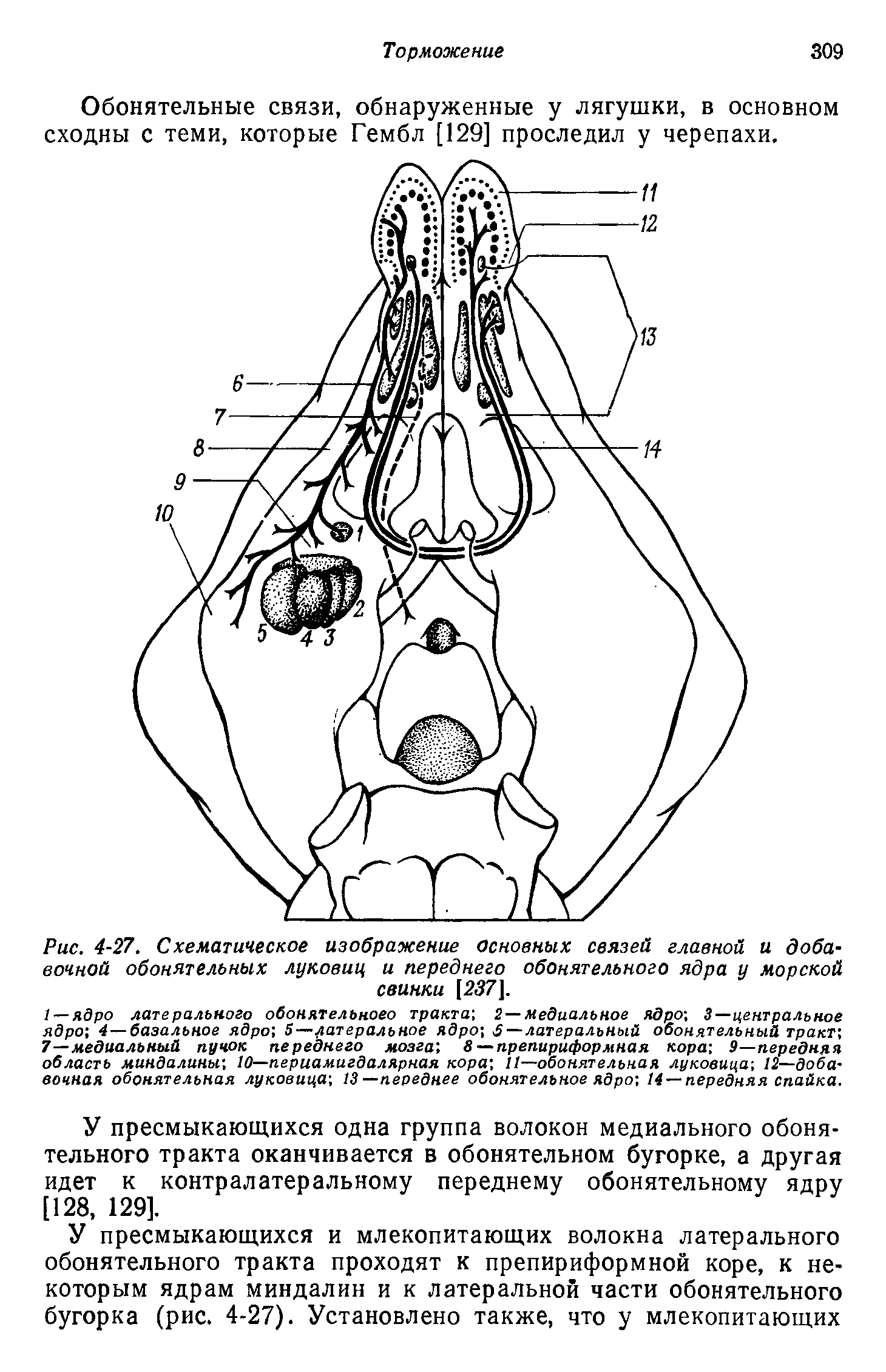 Рис. 4-27. С хематическое изображение основных связей главной и добавочной обонятельных луковиц и переднего обонятельного ядра у морской свинки [237[.