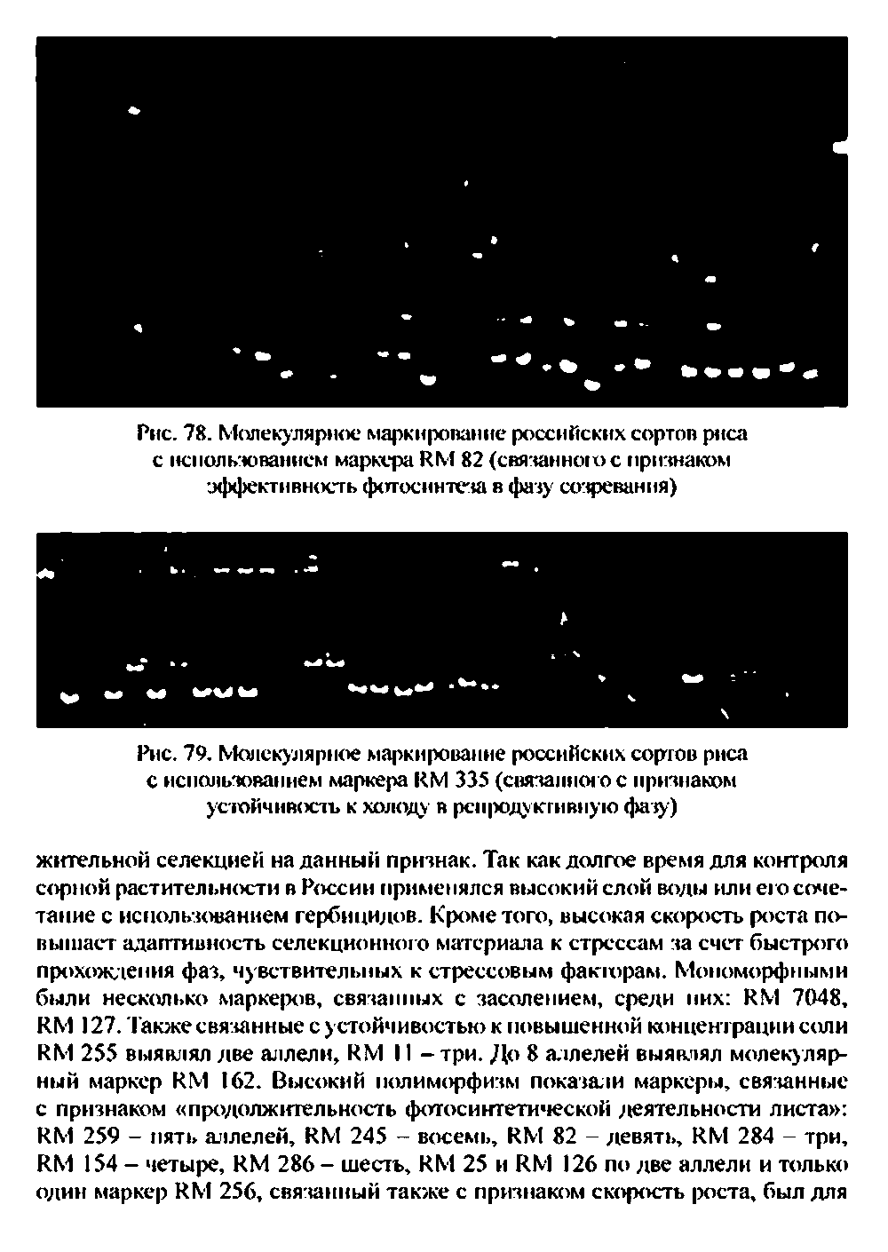 Рис. 78. Молекулярное маркирование российских сортов риса с использованием маркера ИМ 82 (связанною с признаком эффективность фотосинтеза в фазу созревания)...