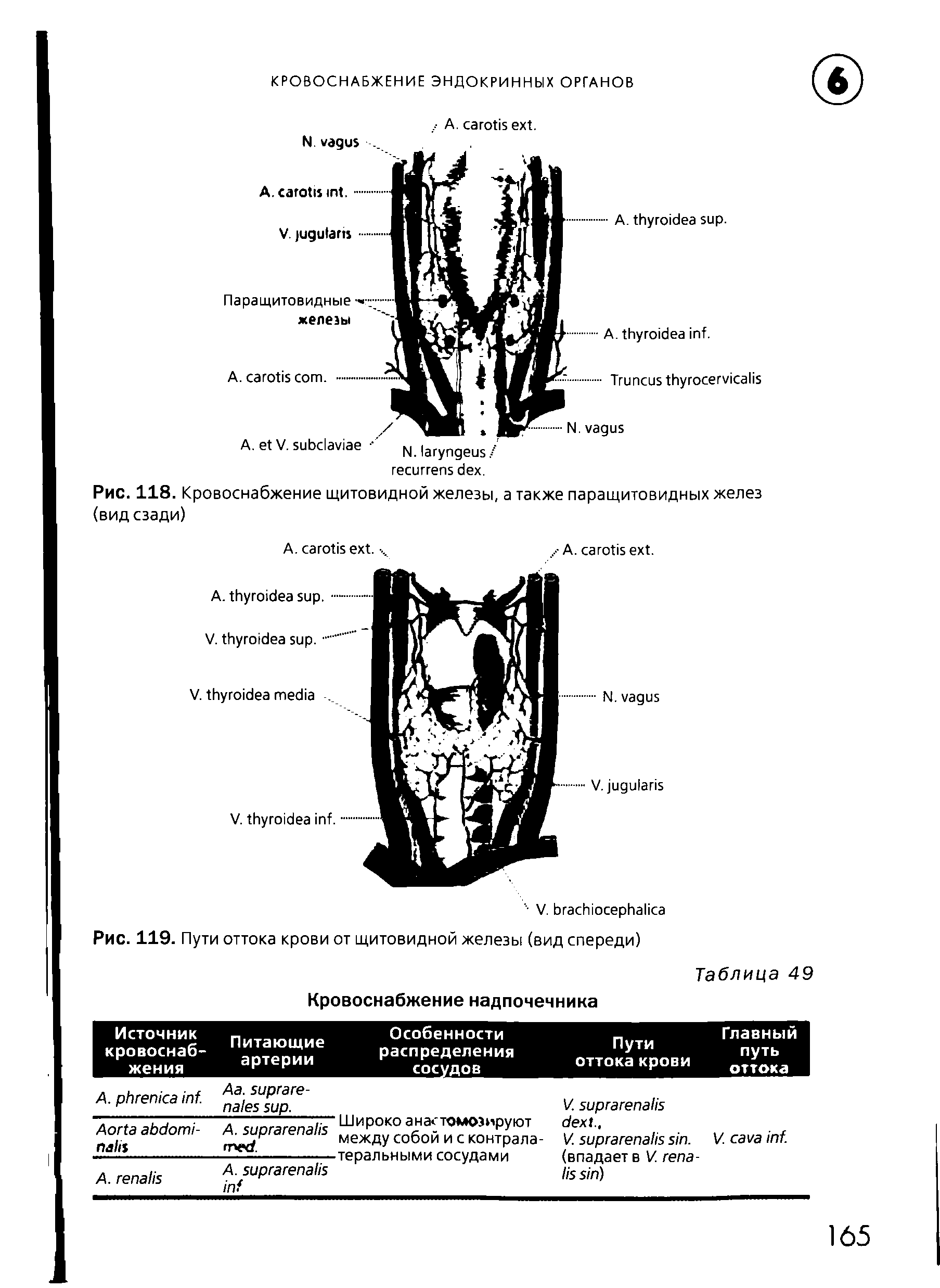 Рис. 118. Кровоснабжение щитовидной железы, а также паращитовидных желез (вид сзади)...