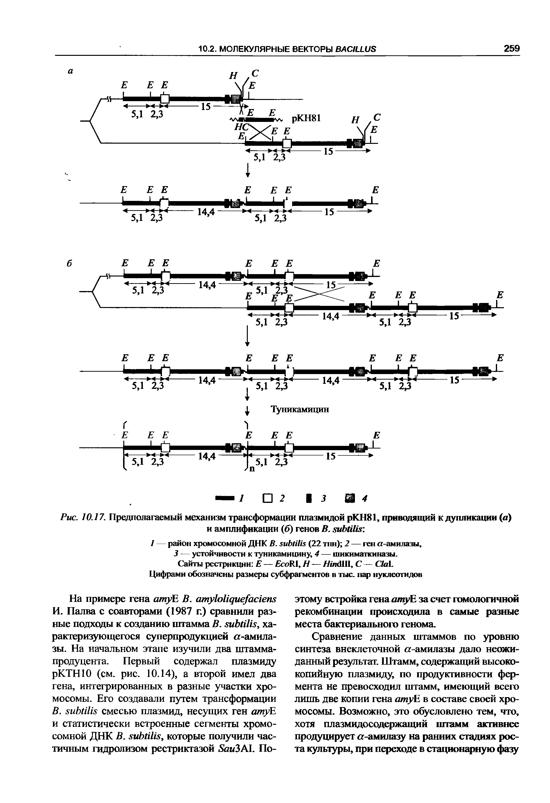 Рис. 10.17. Предполагаемый механизм трансформации плазмидой рКН81, приводящий к дупликации (а) и амплификации (б) генов В. яиЬШй ...