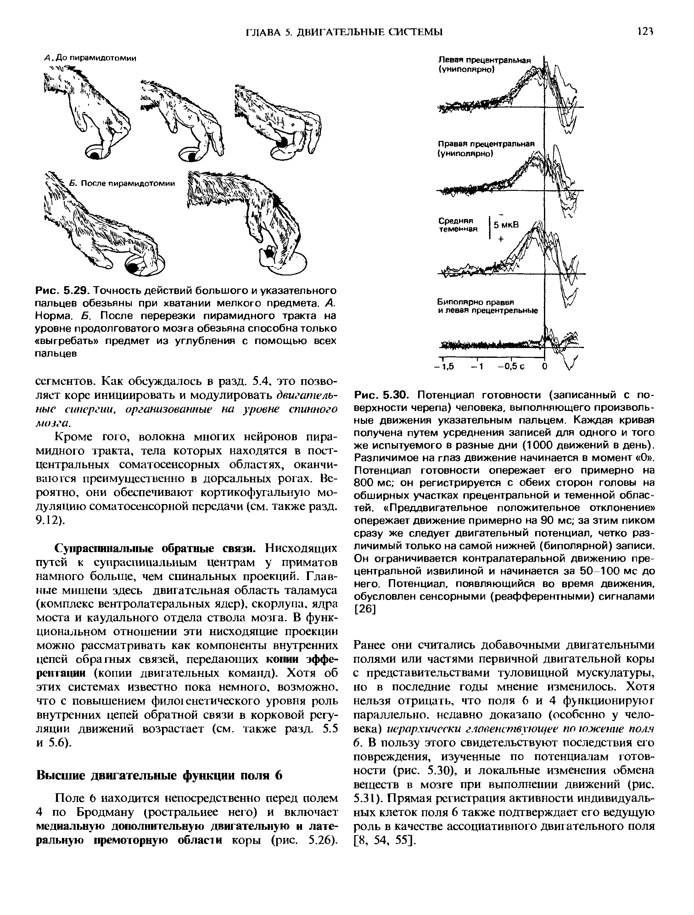 Рис. 5.29. Точность действий большого и указательного пальцев обезьяны при хватании мелкого предмета. А. Норма. Б. После перерезки пирамидного тракта на уровне продолговатого мозга обезьяна способна только выгребать предмет из углубления с помощью всех пальцев...
