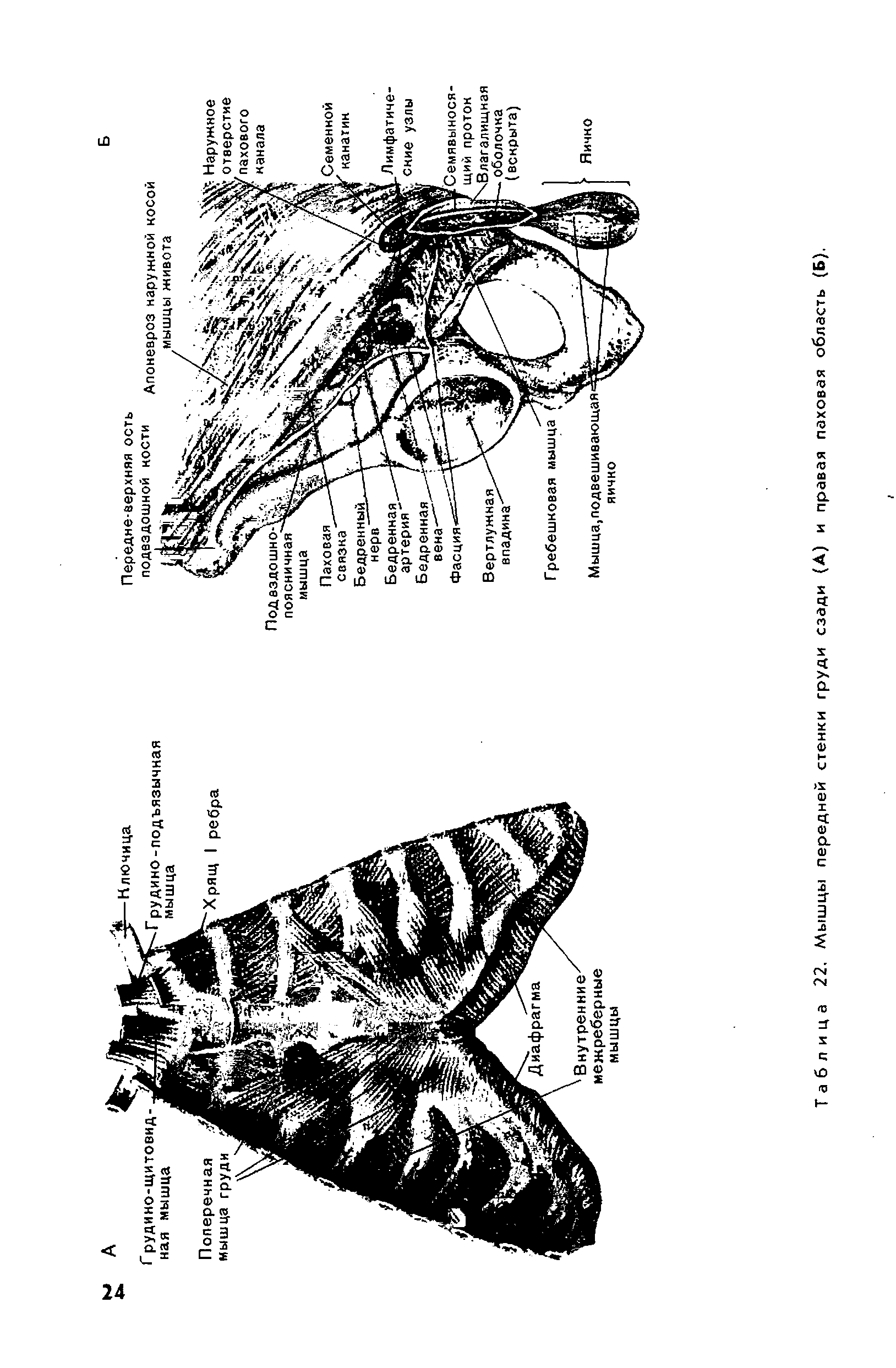 Таблица 22. Мышцы передней стенки груди сзади (А) и правая паховая область (Б),...