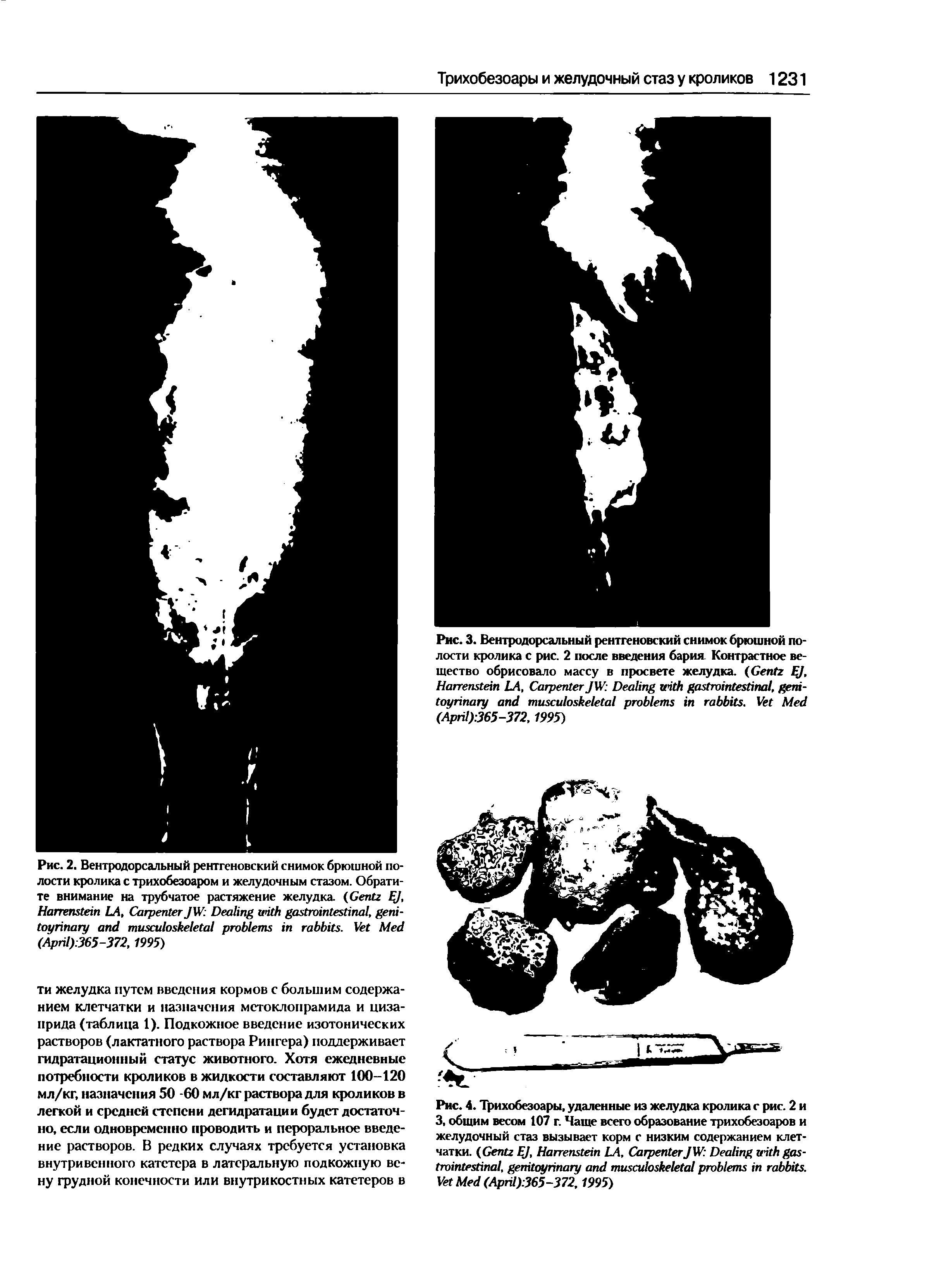 Рис. 2. Вентродорсальный рентгеновский снимок брюшной полости кролика с трихобезоаром и желудочным стазом. Обратите внимание на трубчатое растяжение желудка. (G EJ, H LA, C JW D , - . V M (A ) 365-372, 1995)...