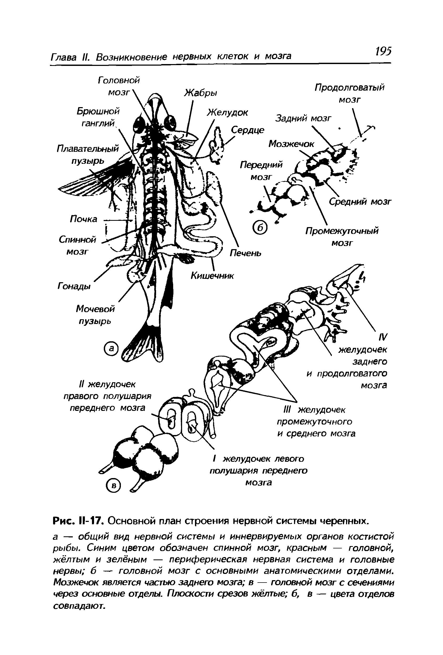 Рис. 11-17. Основной план строения нервной системы черепных.