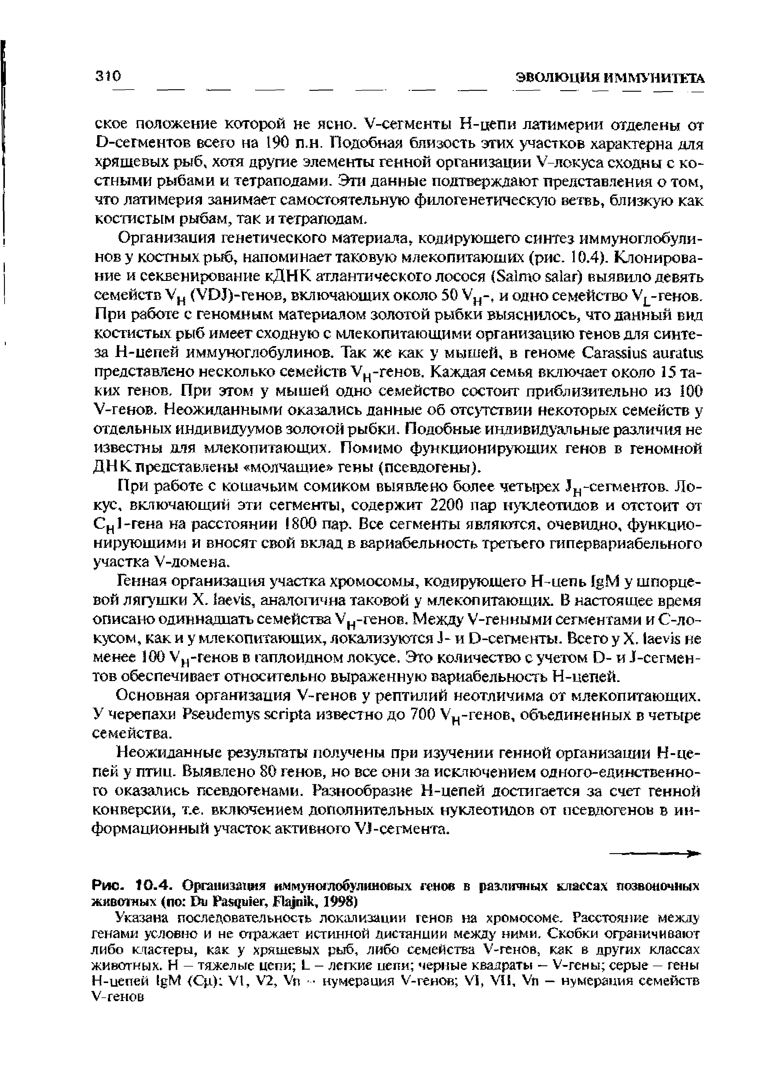 Рис. 10.4. Организация иммуноглобулиновых генов в различных классах позвоночных животных (по D P , F , 1998)...