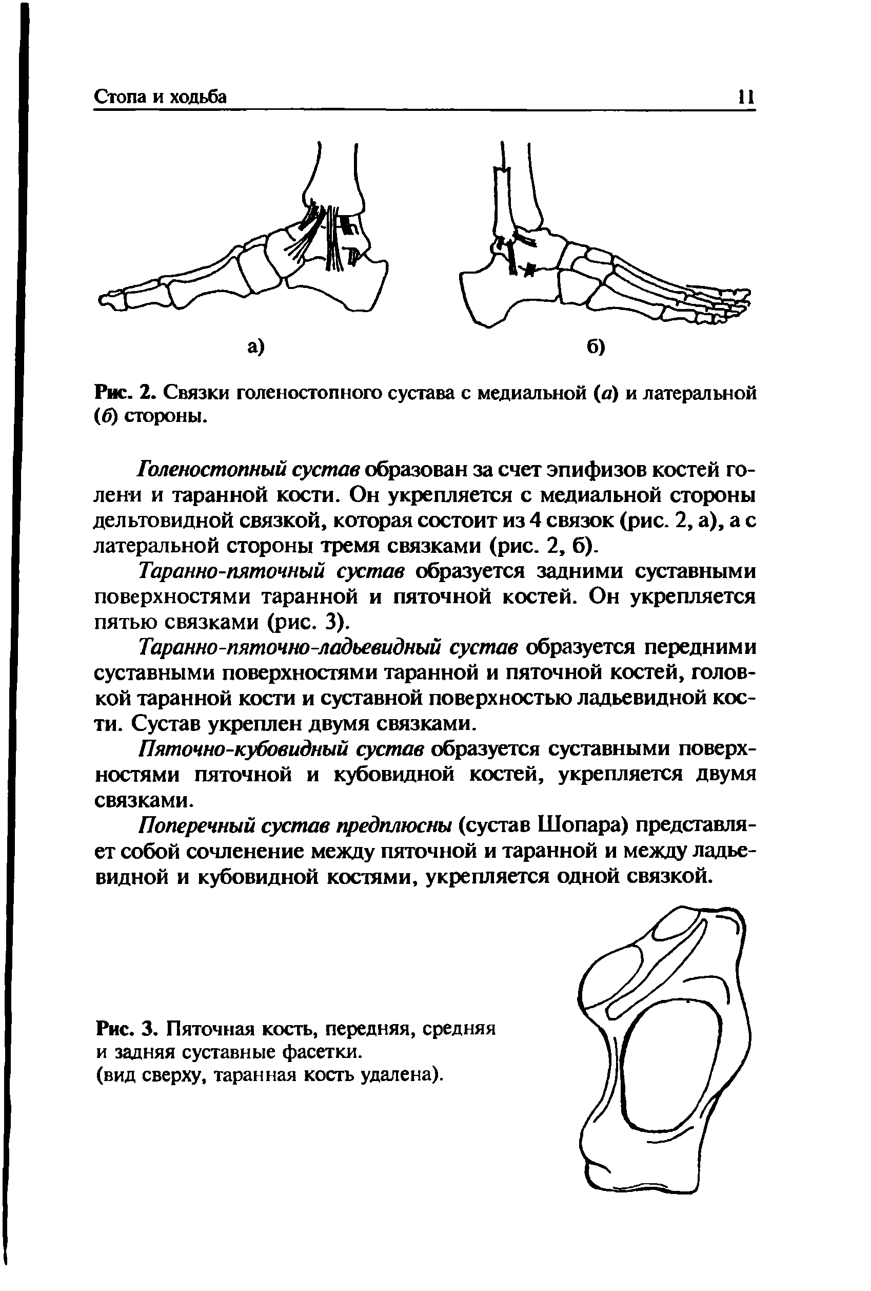 Рис. 3. Пяточная кость, передняя, средняя и задняя суставные фасетки.