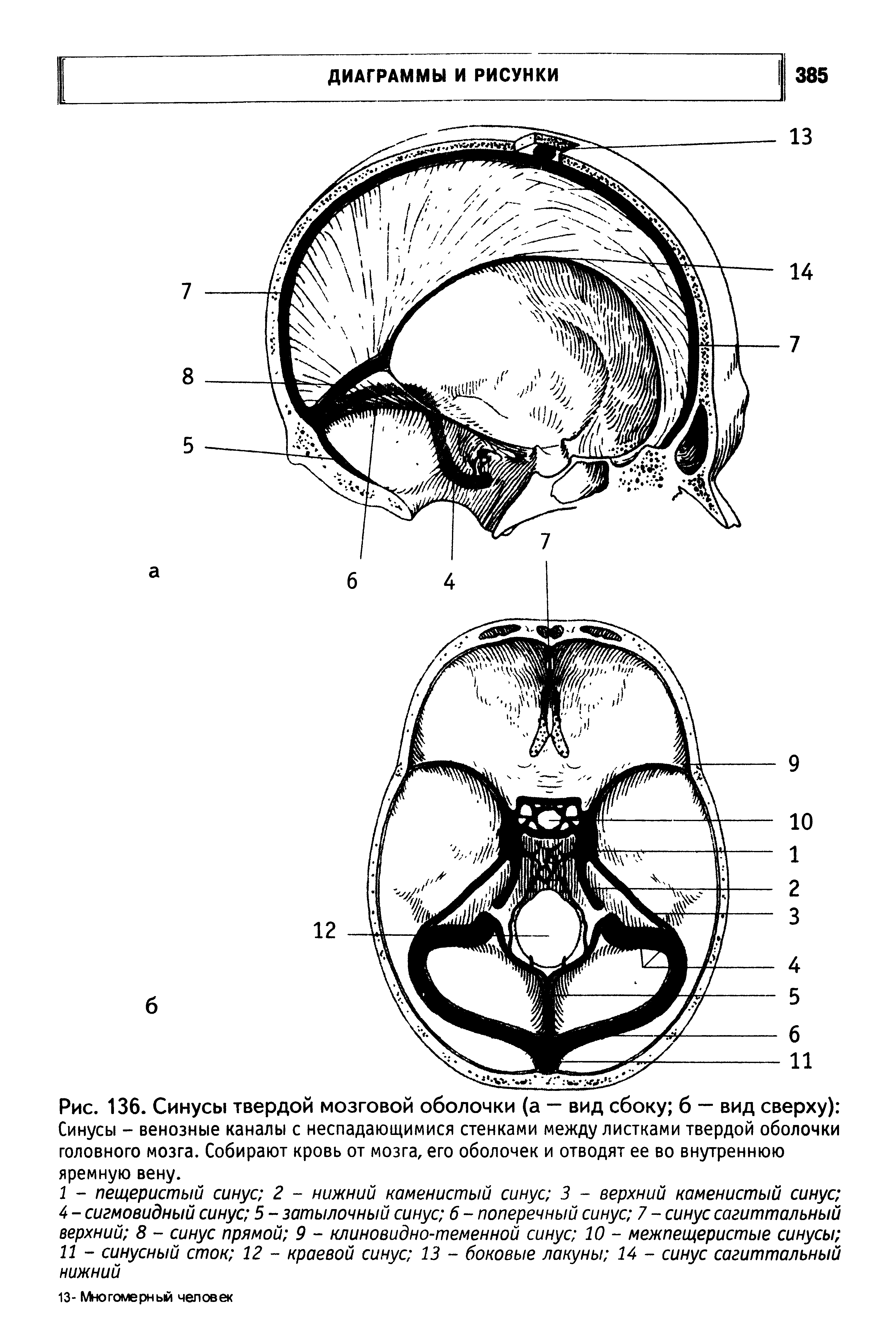Рис. 136. Синусы твердой мозговой оболочки (а — вид сбоку б — вид сверху) Синусы - венозные каналы с неспадающимися стенками между листками твердой оболочки головного мозга. Собирают кровь от мозга, его оболочек и отводят ее во внутреннюю яремную вену.