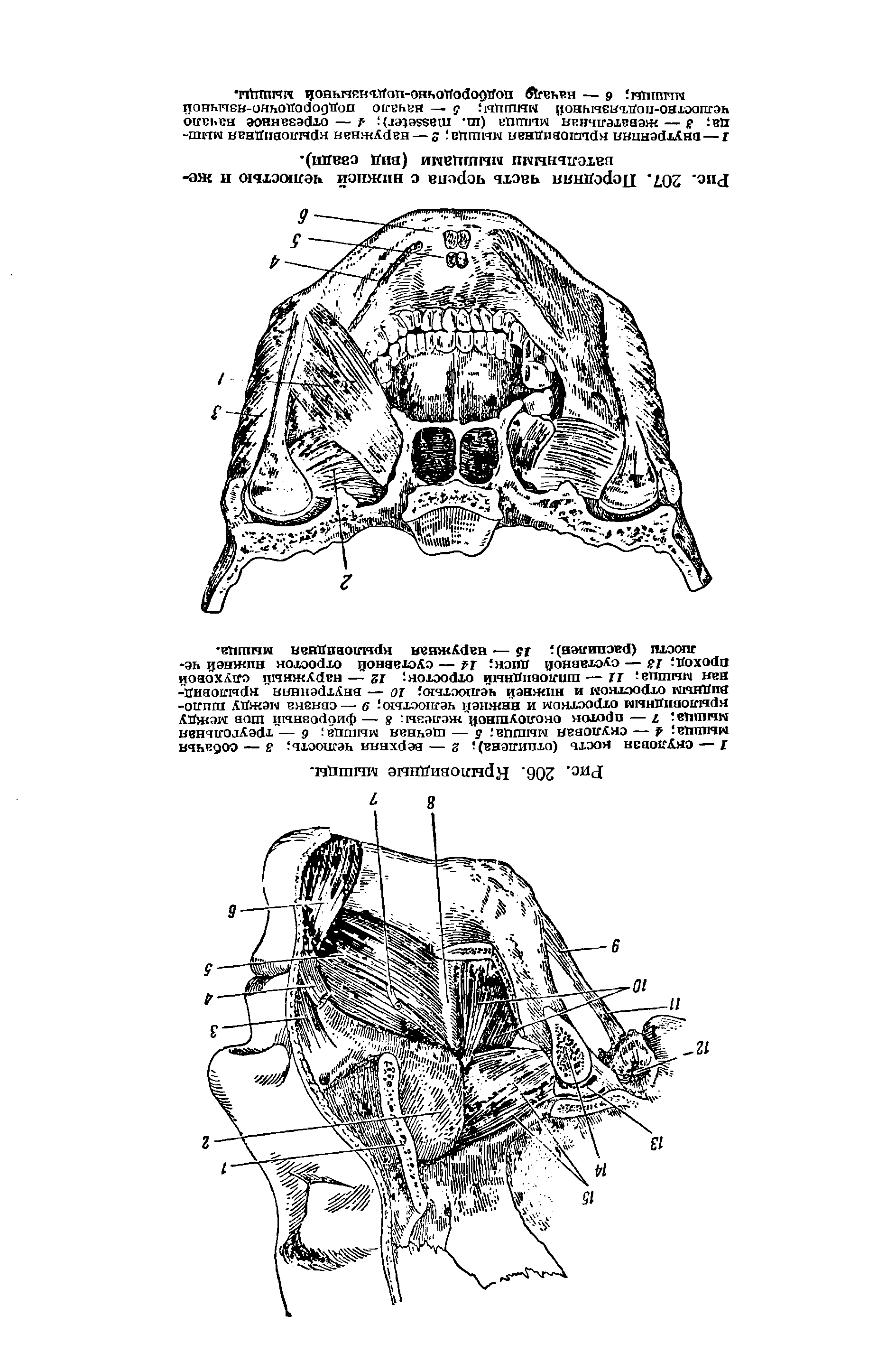 Рис. 207. Передняя часть черепа с нижней челюстью и жевательными мышцами (вид сзади).