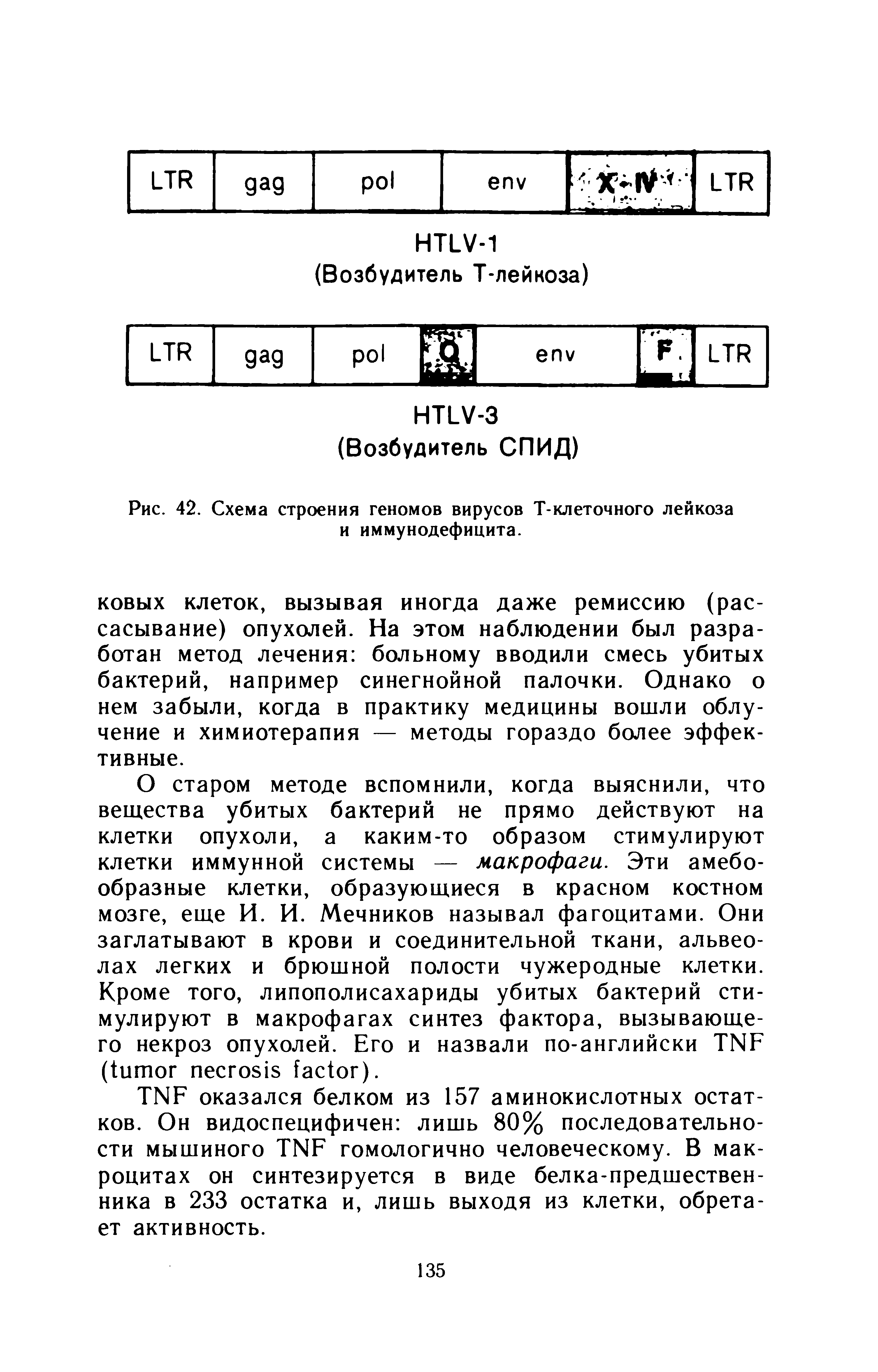 Рис. 42. Схема строения геномов вирусов Т-клеточного лейкоза и иммунодефицита.