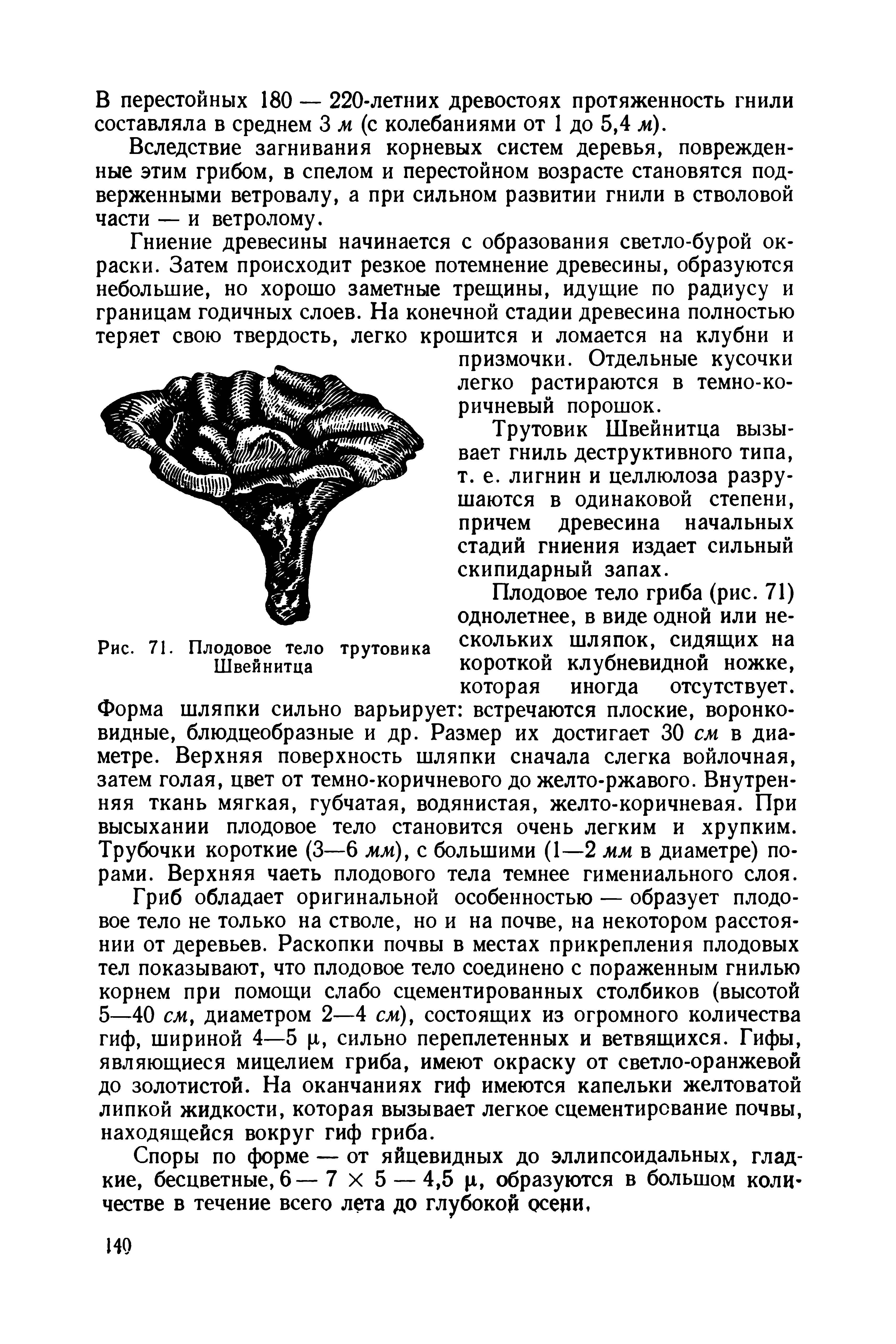 Рис. 71. Плодовое тело трутовика скольких шляпок, сидящих на Швейнитца короткой клубневидной ножке,...