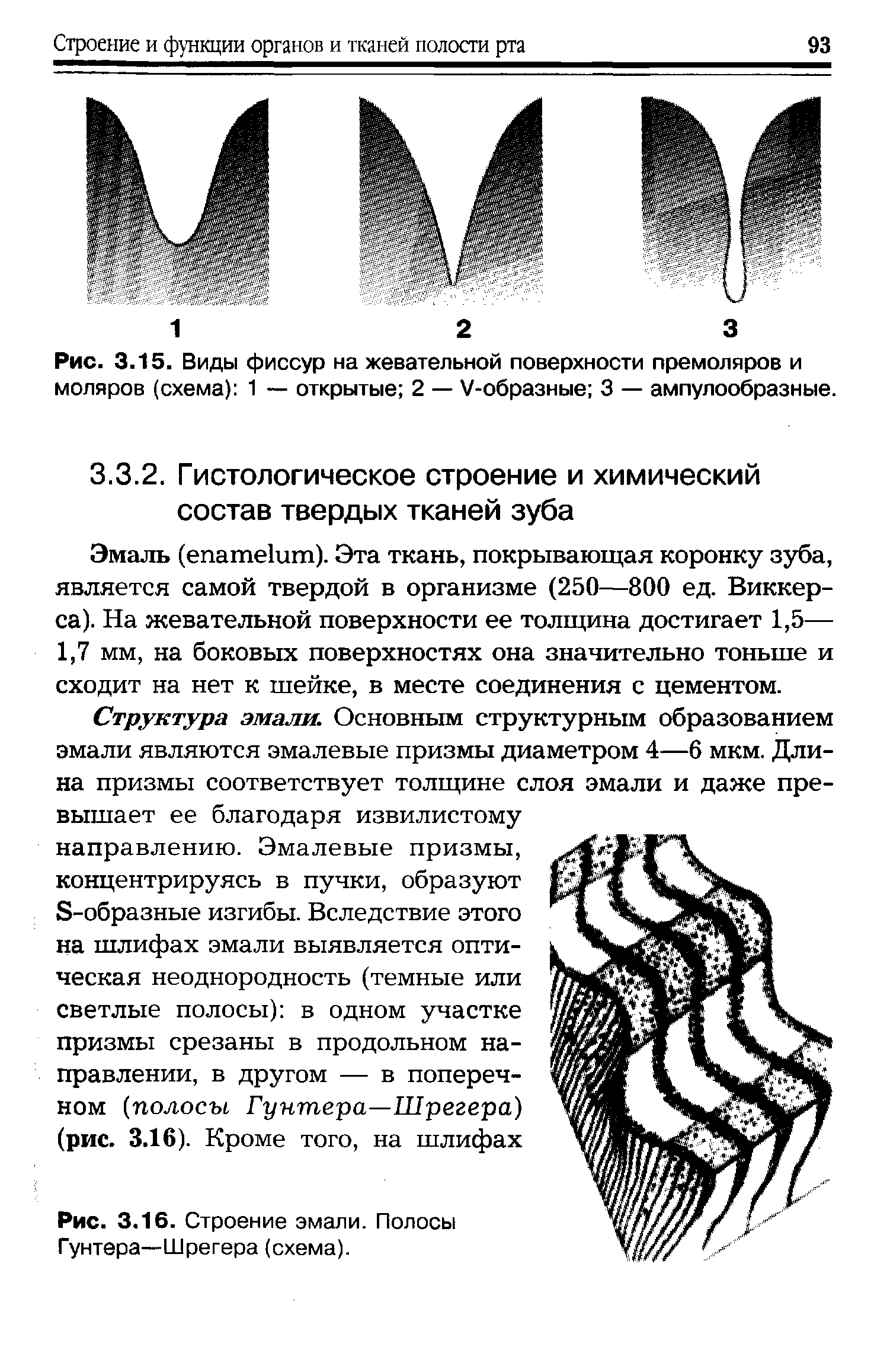 Рис. 3.16. Строение эмали. Полосы Гунтера—Шрегера (схема).