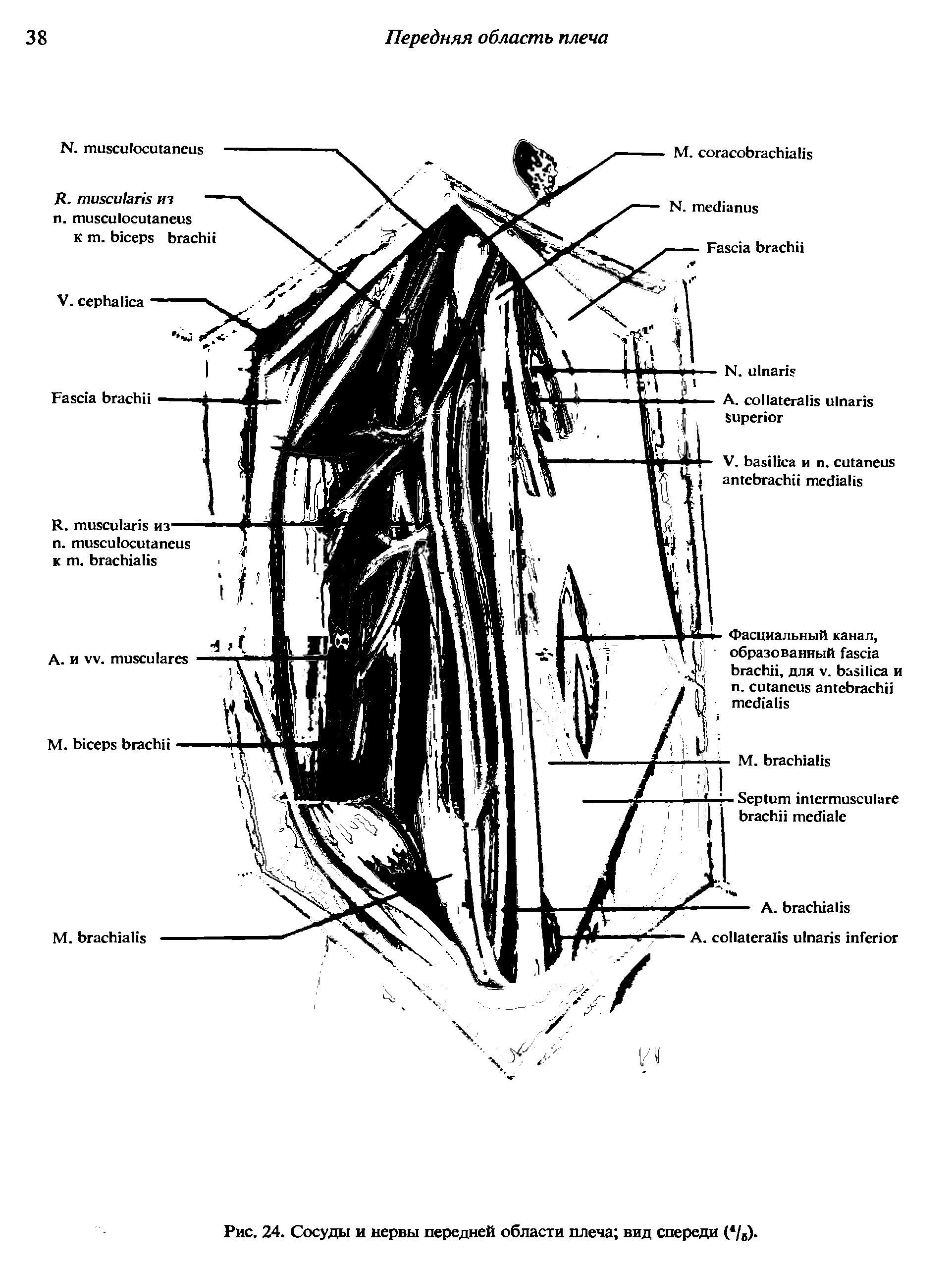 Рис. 24. Сосуды и нервы передней области плеча вид спереди ( /в).