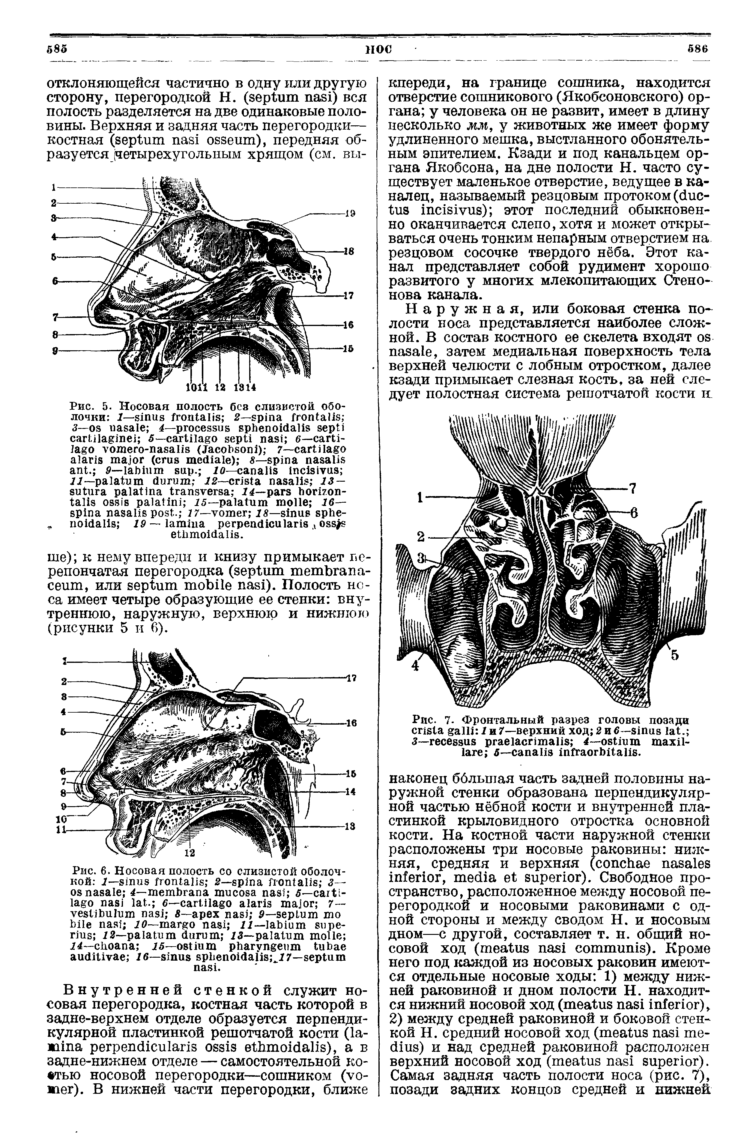 Рис. 7- Фронтальный разрез головы позади 7 и 7—верхний ход 2 и б— . 3— 4— - 5— .