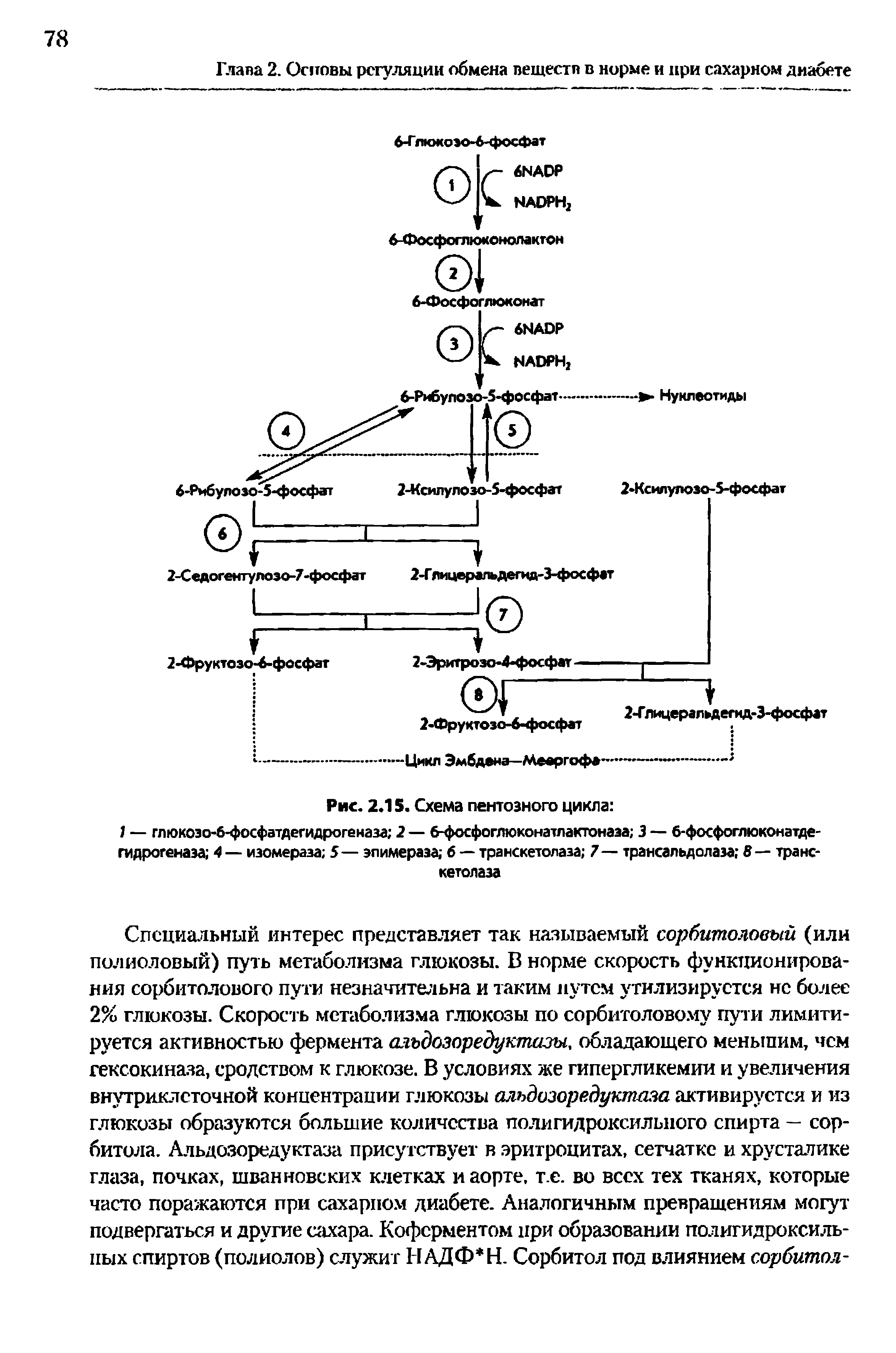 Рис. 2.15. Схема пентозного цикла / — глюкоэо-6-фосфатдегидрогеназа 2 — 6-фосфоглюконатлактонааа 3 — 6-фосфотюконатде-гидрогенаэа 4— изомераза 5— эпимераза 6 — транскетолаза 7— трансальдолаза В — транскетолаза...