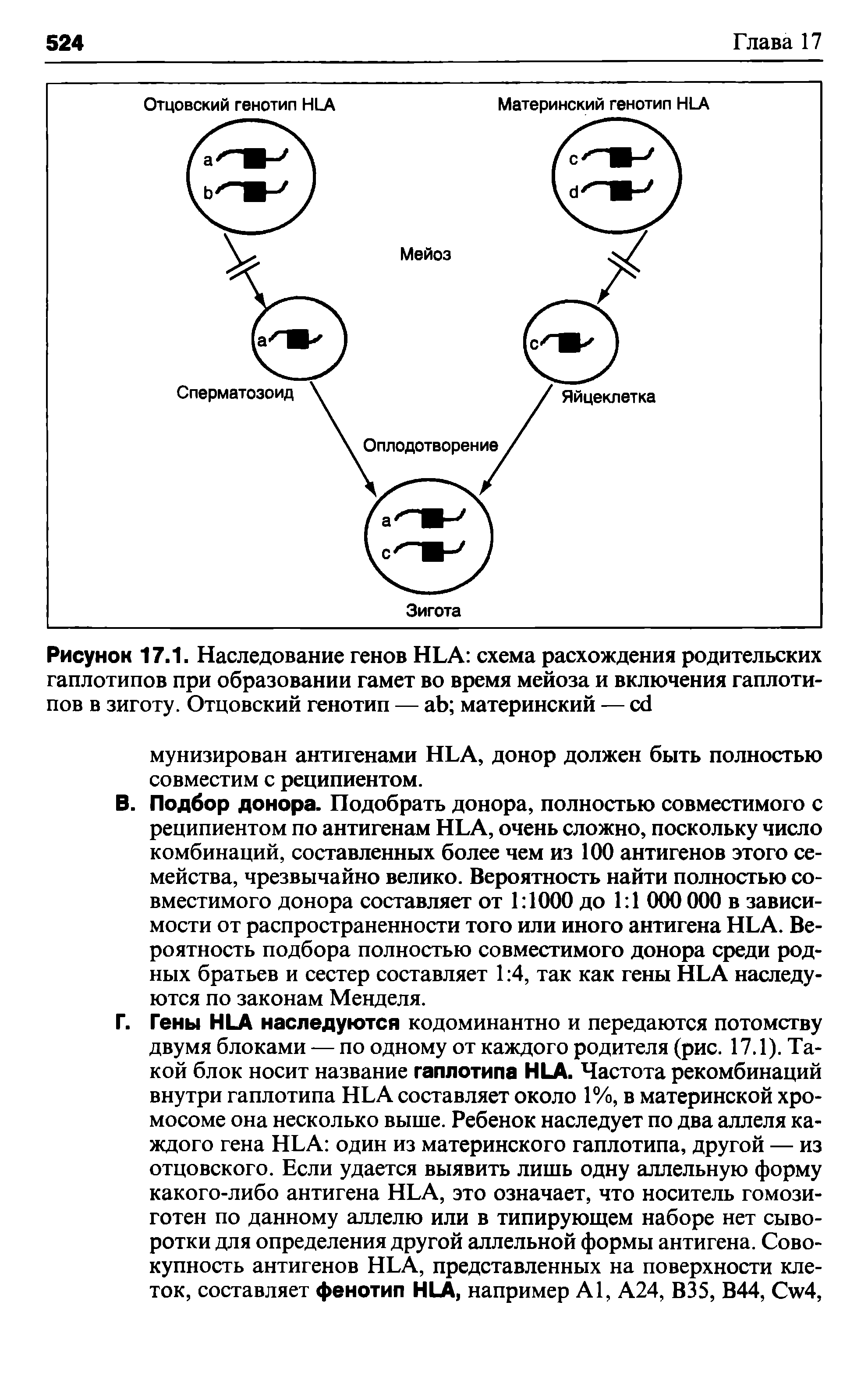 Рисунок 17.1. Наследование генов HLA схема расхождения родительских гаплотипов при образовании гамет во время мейоза и включения гаплотипов в зиготу. Отцовский генотип — материнский — ...