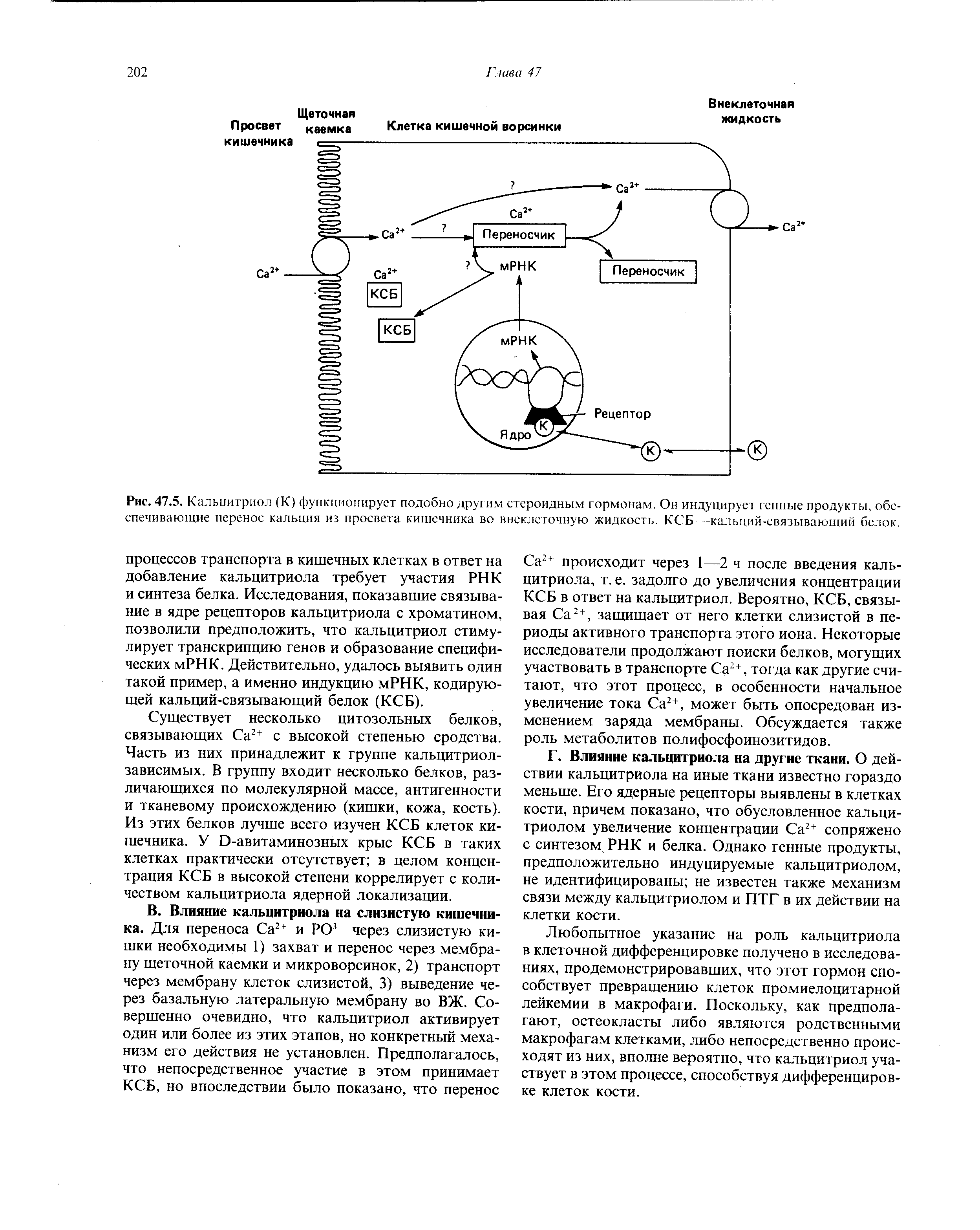 Рис. 47.5. Кальцитриол (К) функционирует подобно другим стероидным гормонам. Он индуцирует генные продукты, обеспечивающие перенос кальция из просвета кишечника во внеклеточную жидкость. КСБ -кальций-связывающий белок.