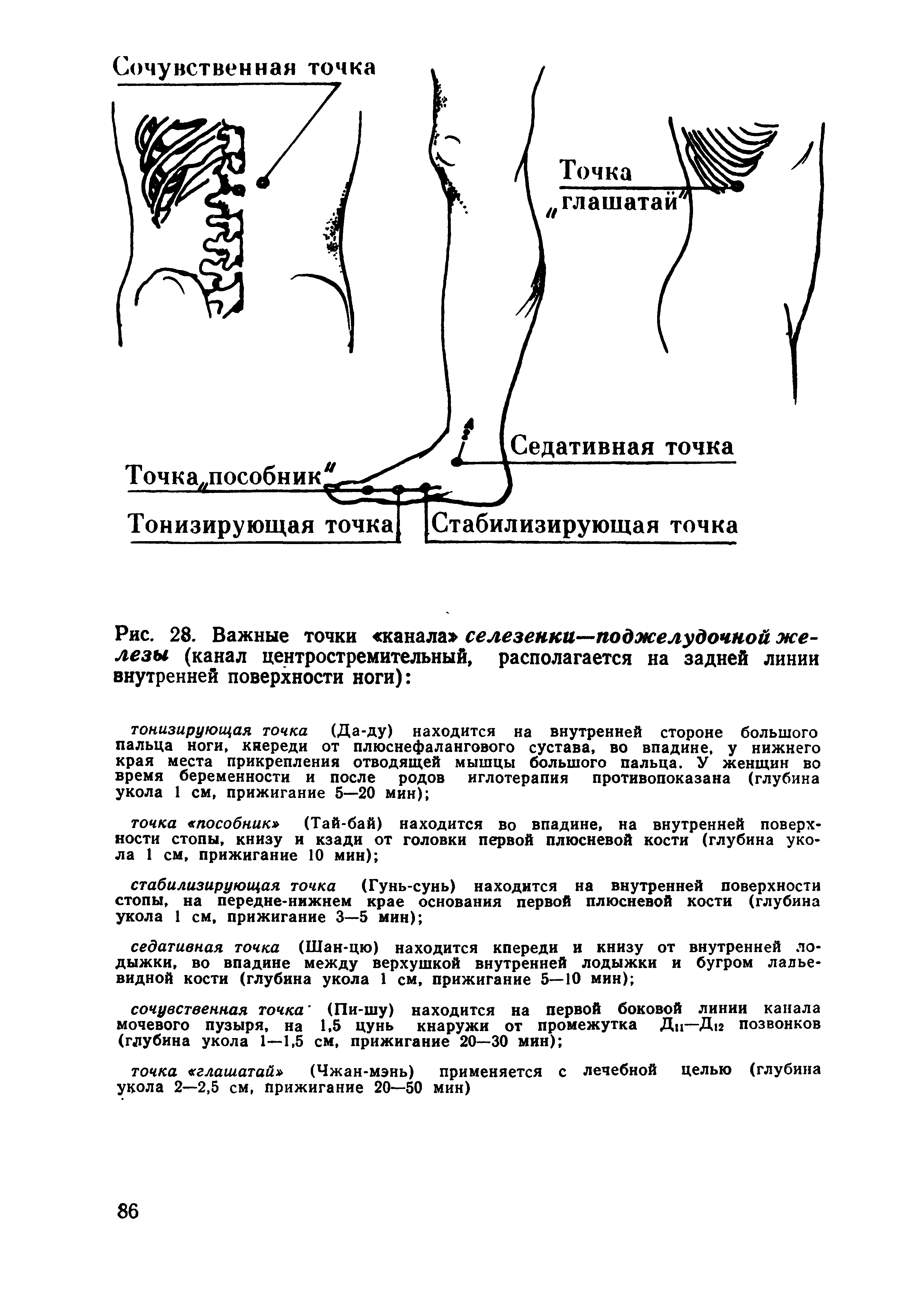 Рис. 28. Важные точки канала селезенки—поджелудочной железы (канал центростремительный, располагается на задней линии внутренней поверхности ноги) ...