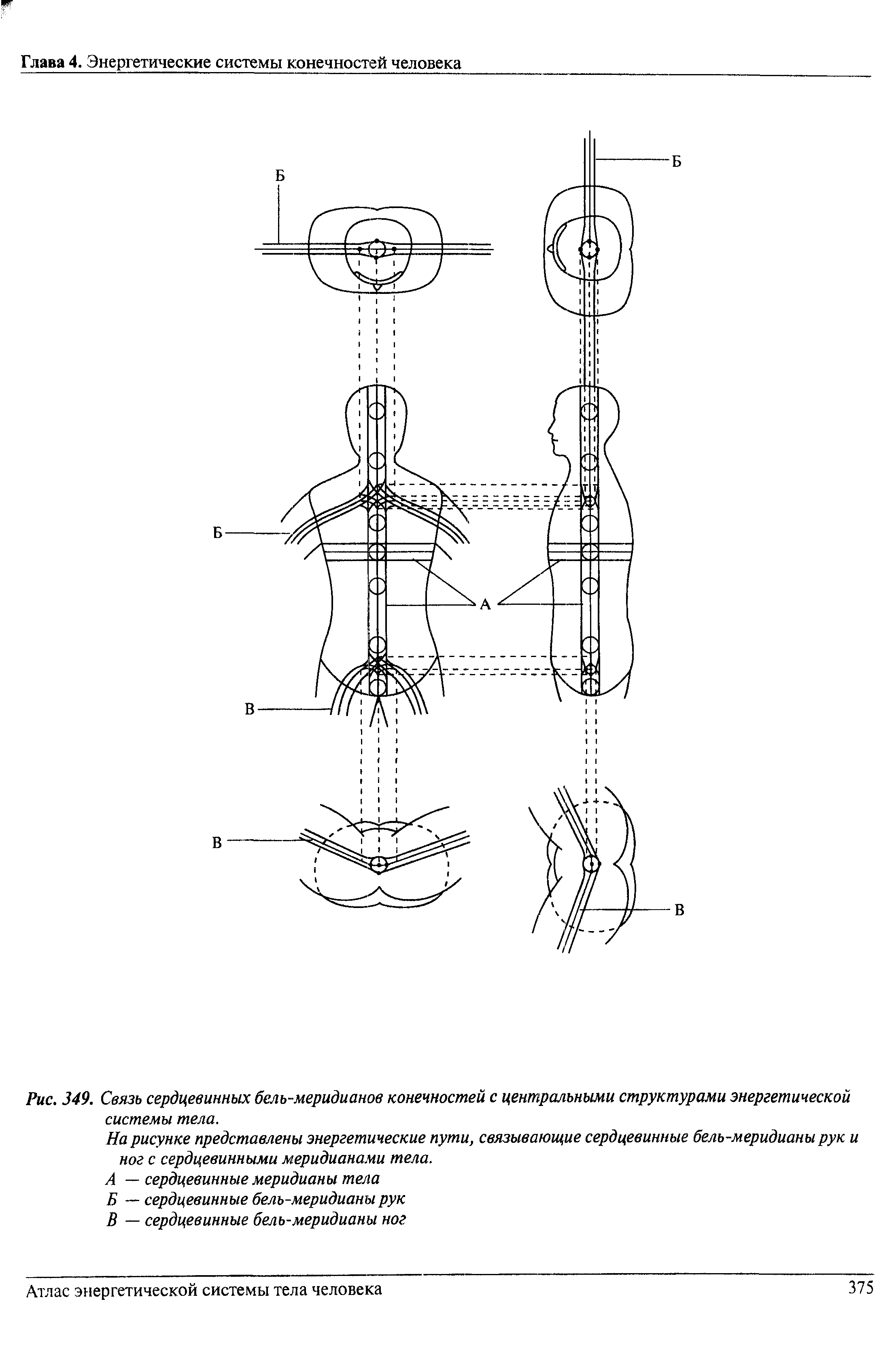 Рис. 349. Связь сердцевинных бель-меридианов конечностей с центральными структурами энергетической системы тела.