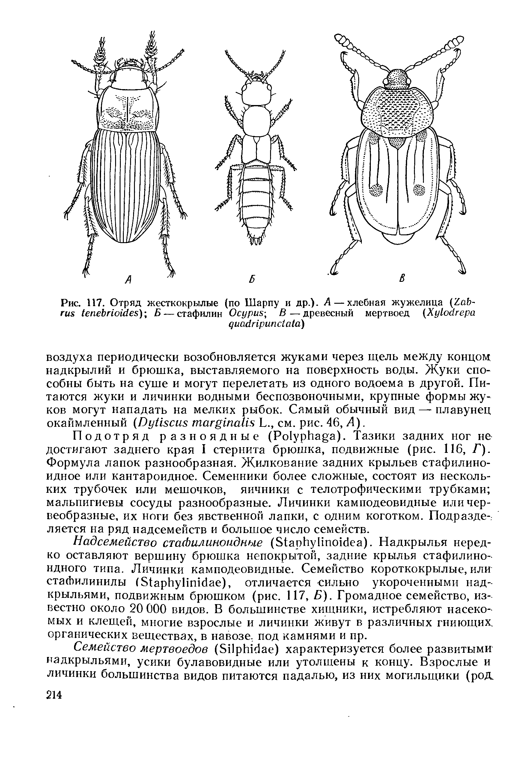 Рис. 117. Отряд жесткокрылые (по Шарпу и др.). Л — хлебная жужелица (Z - ) Б — стафилин Осу В—древесный мертвоед (X )...