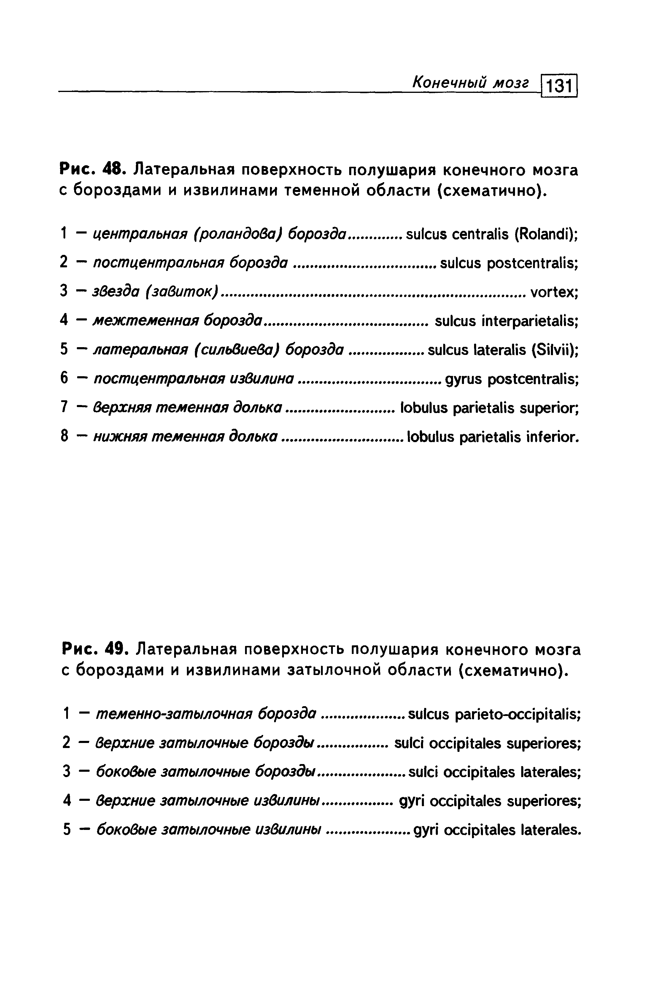 Рис. 49. Латеральная поверхность полушария конечного мозга с бороздами и извилинами затылочной области (схематично).