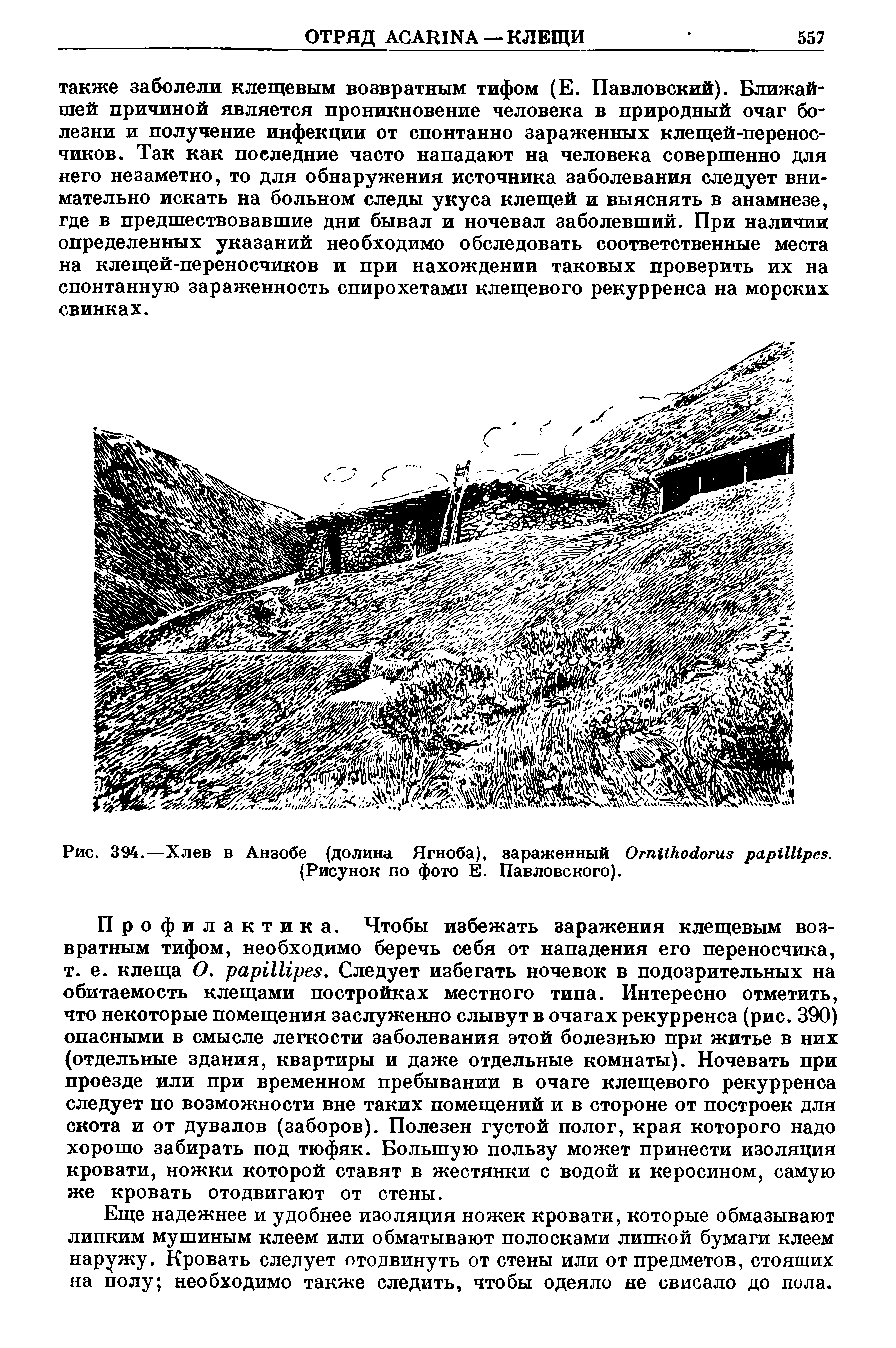 Рис. 394.—Хлев в Анзобе (долина Ягноба), зараженный Отикойогив рарИИреэ. (Рисунок по фото Е. Павловского).