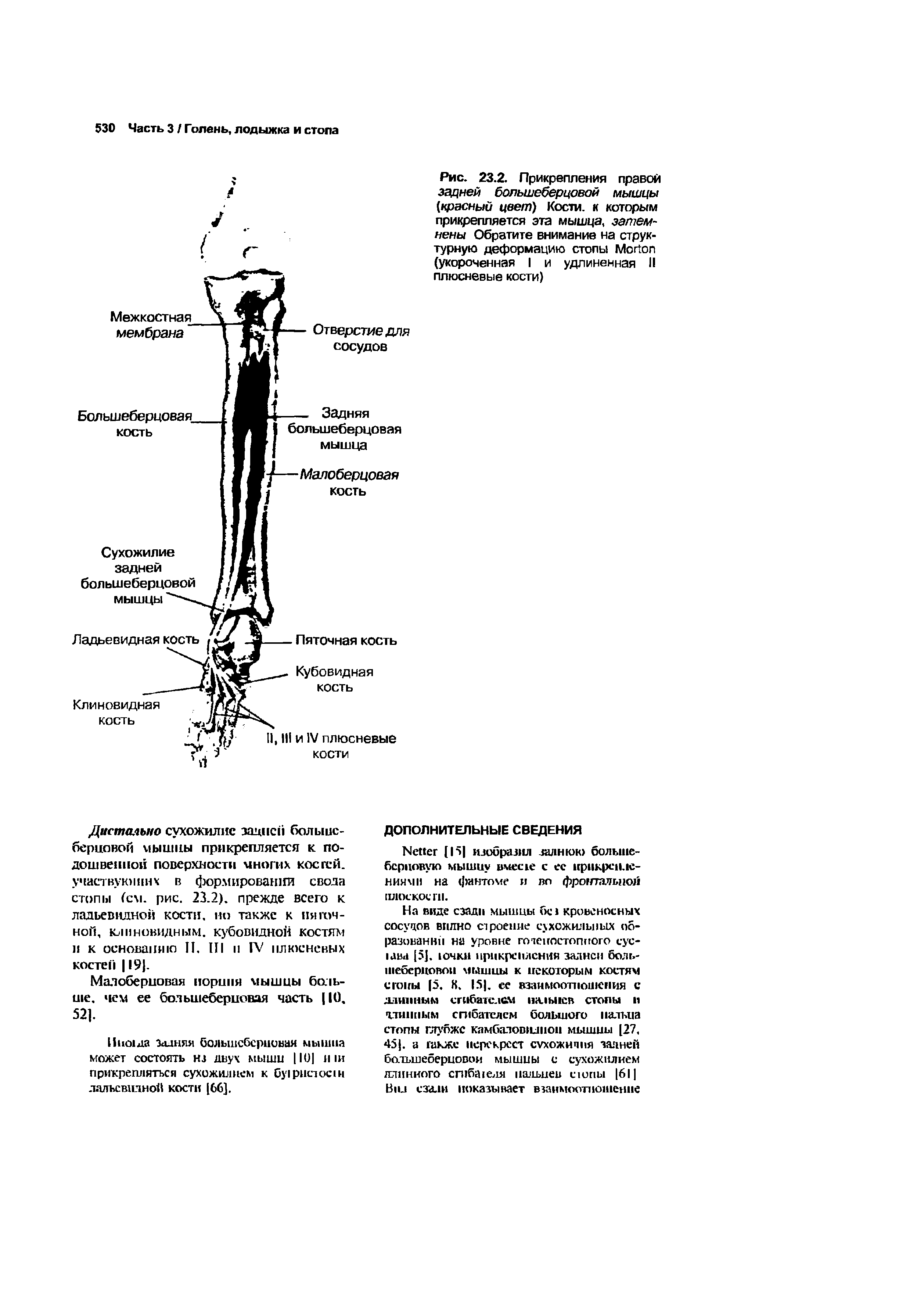Рис. 23.2. Прикрепления правой задней большеберцовой мышцы (красный цвет) Кости, к которым прикрепляется эта мышца, затемнены Обратите внимание на структурную деформацию стопы M (укороченная I и удлиненная II плюсневые кости)...